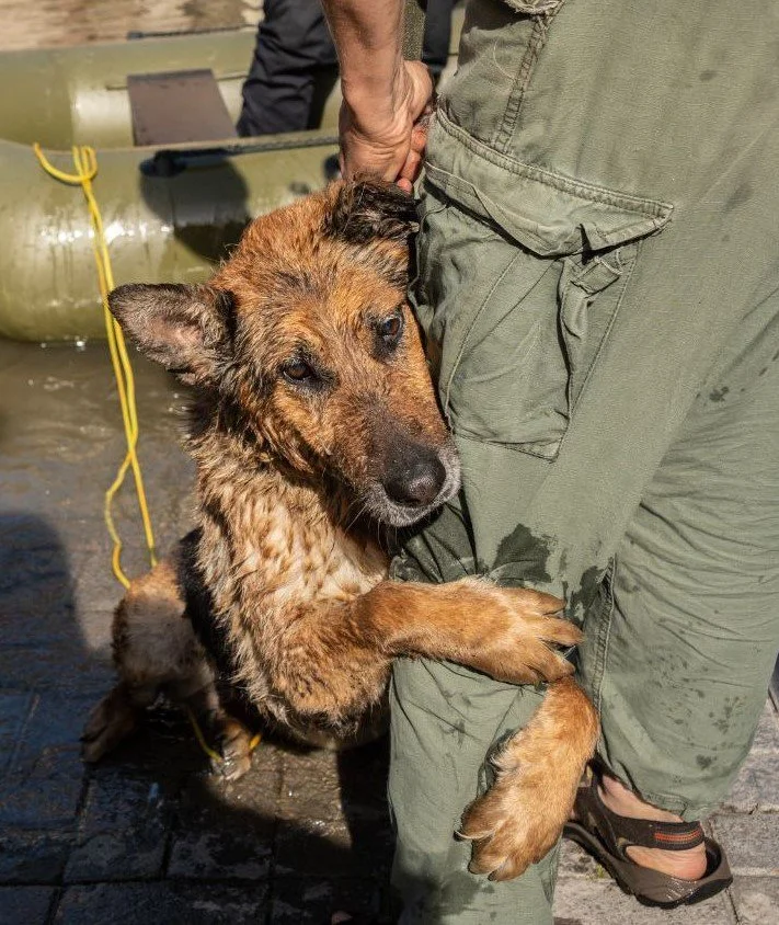 Animals Unbound | Saving Animals in Crisis Worldwide