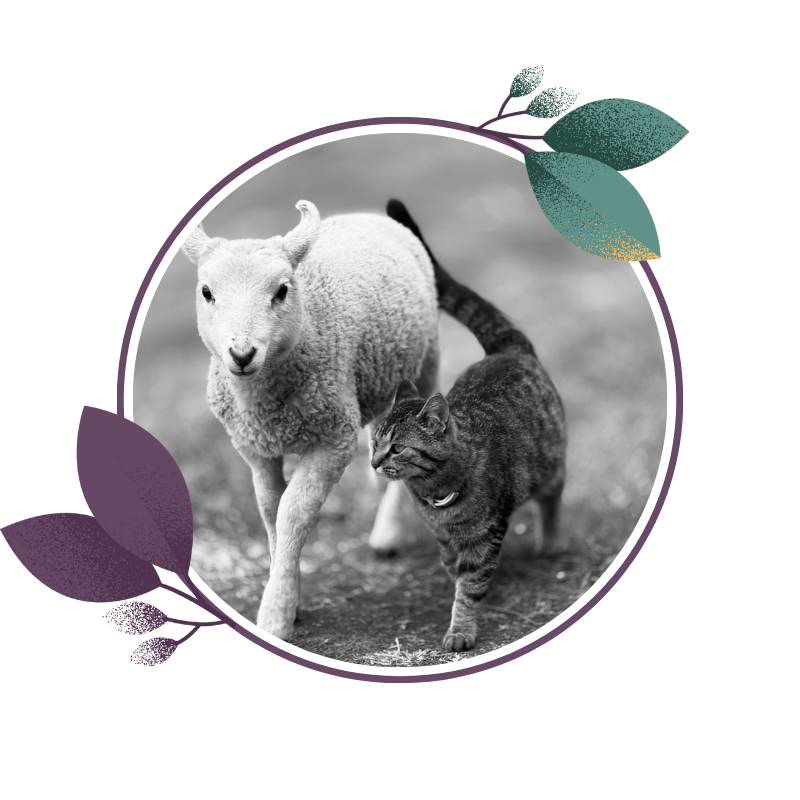 A black and white photo of a lamb and a cat walking together outdoors, surrounded by a decorative floral frame.