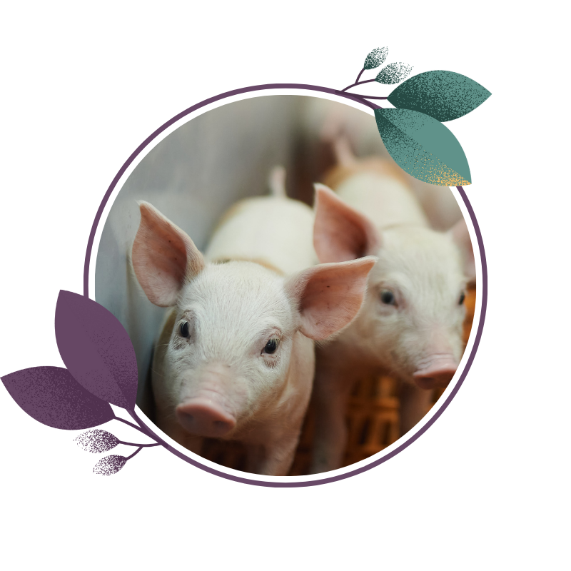 Group of piglets standing in a pen, looking towards the camera.