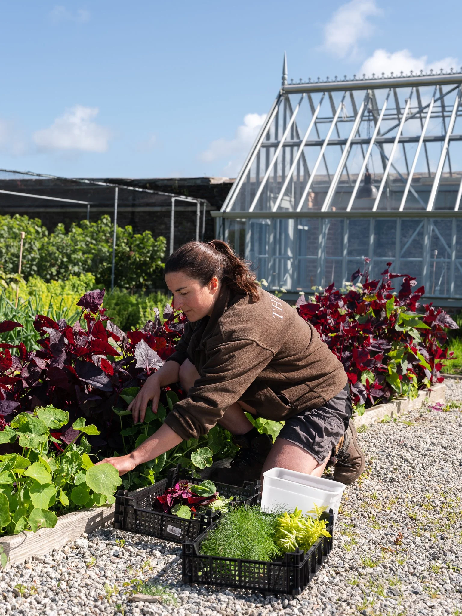 A woman in a brown jacket and shorts is kneeling in a garden, planting or tending to green and purple leafy plants. Behind her are gardening trays with various plants. In the background, there is a greenhouse and a bright blue sky with a few clouds.