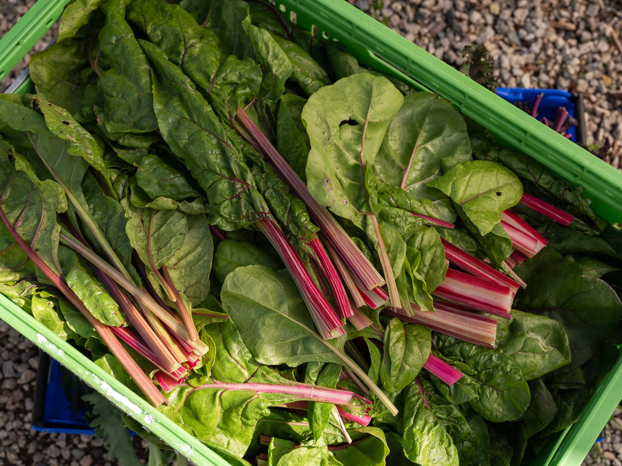 A crate filled with fresh Swiss chard leaves, featuring green and purple stems, set outdoors on rocky ground.