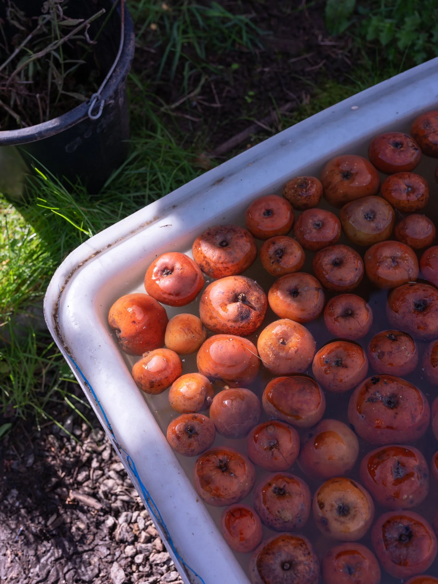 A white container filled with water and ripe peaches, with a black bucket filled with green plant debris nearby on a grassy ground.