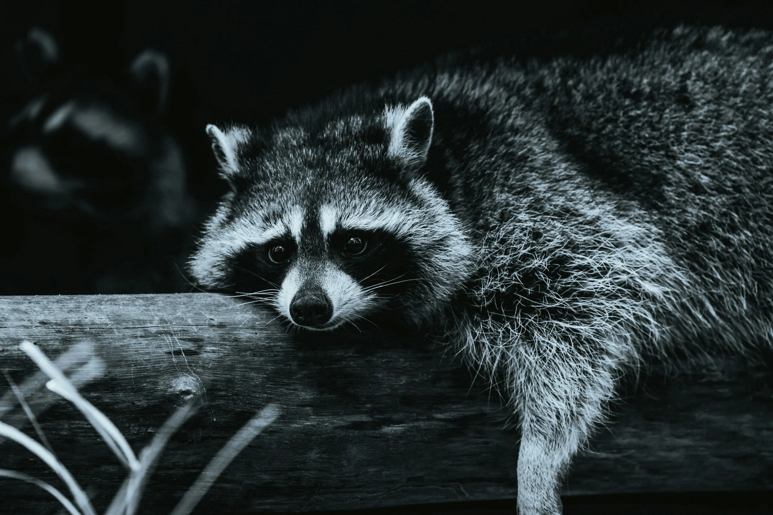 A raccoon resting its head on a wooden log with a sad expression, in black and white.