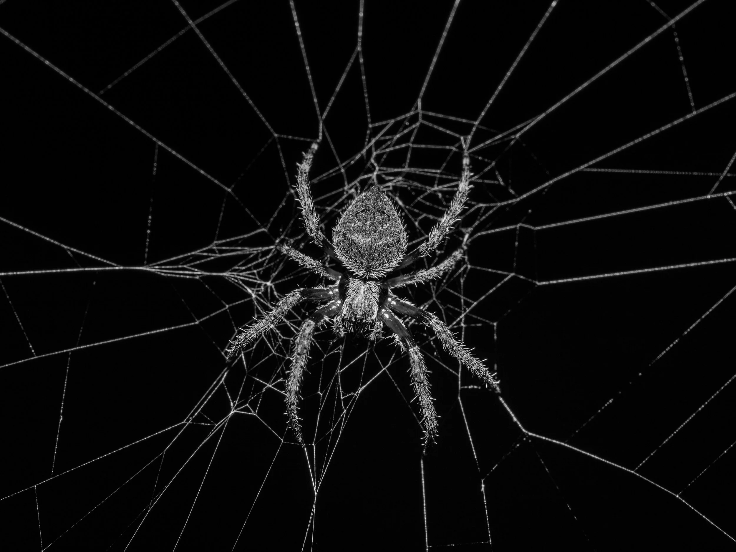 A close-up black and white photo of a spider sitting in the center of its web.