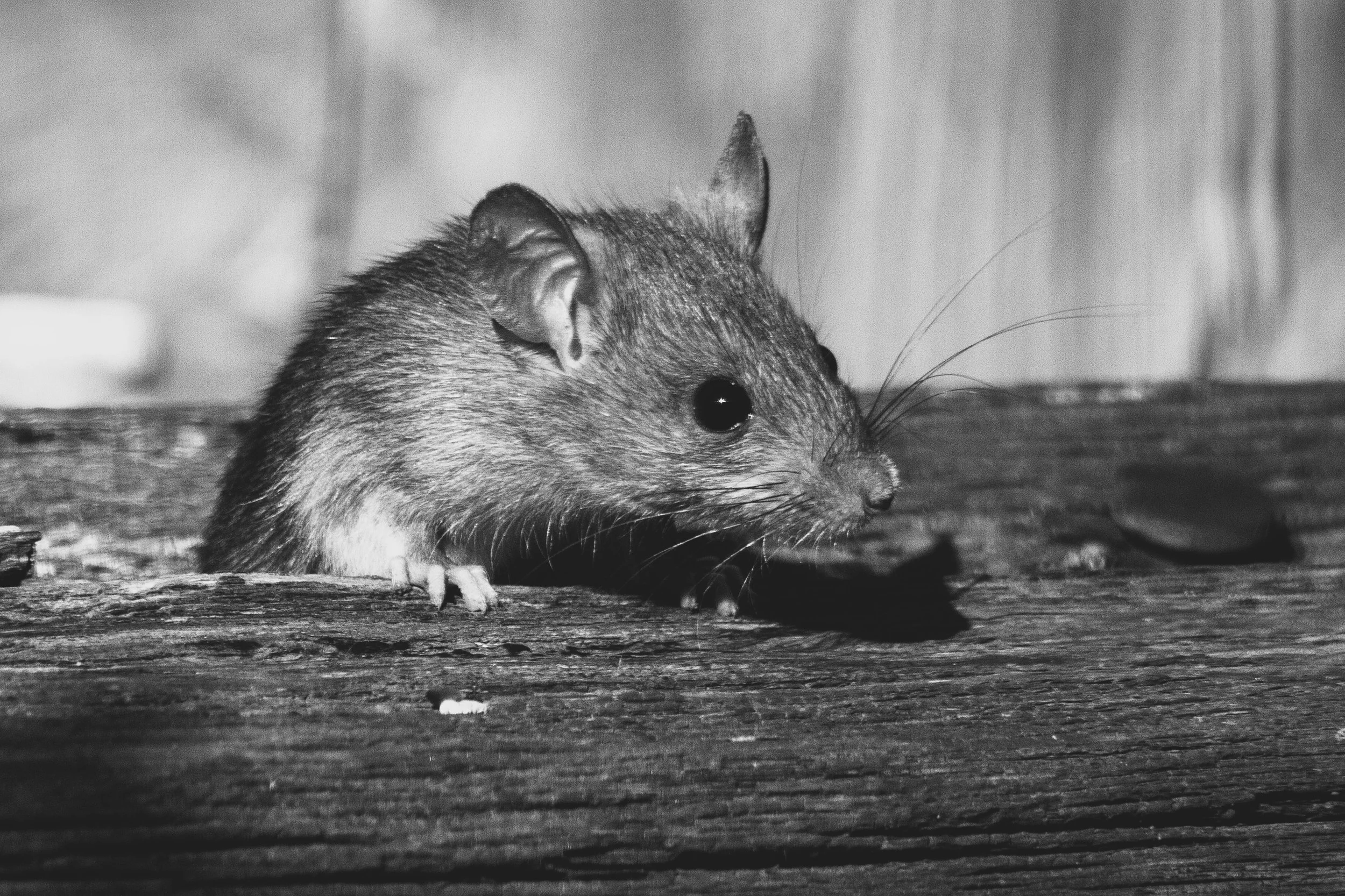 A black and white photo of a small mouse on a wooden surface.