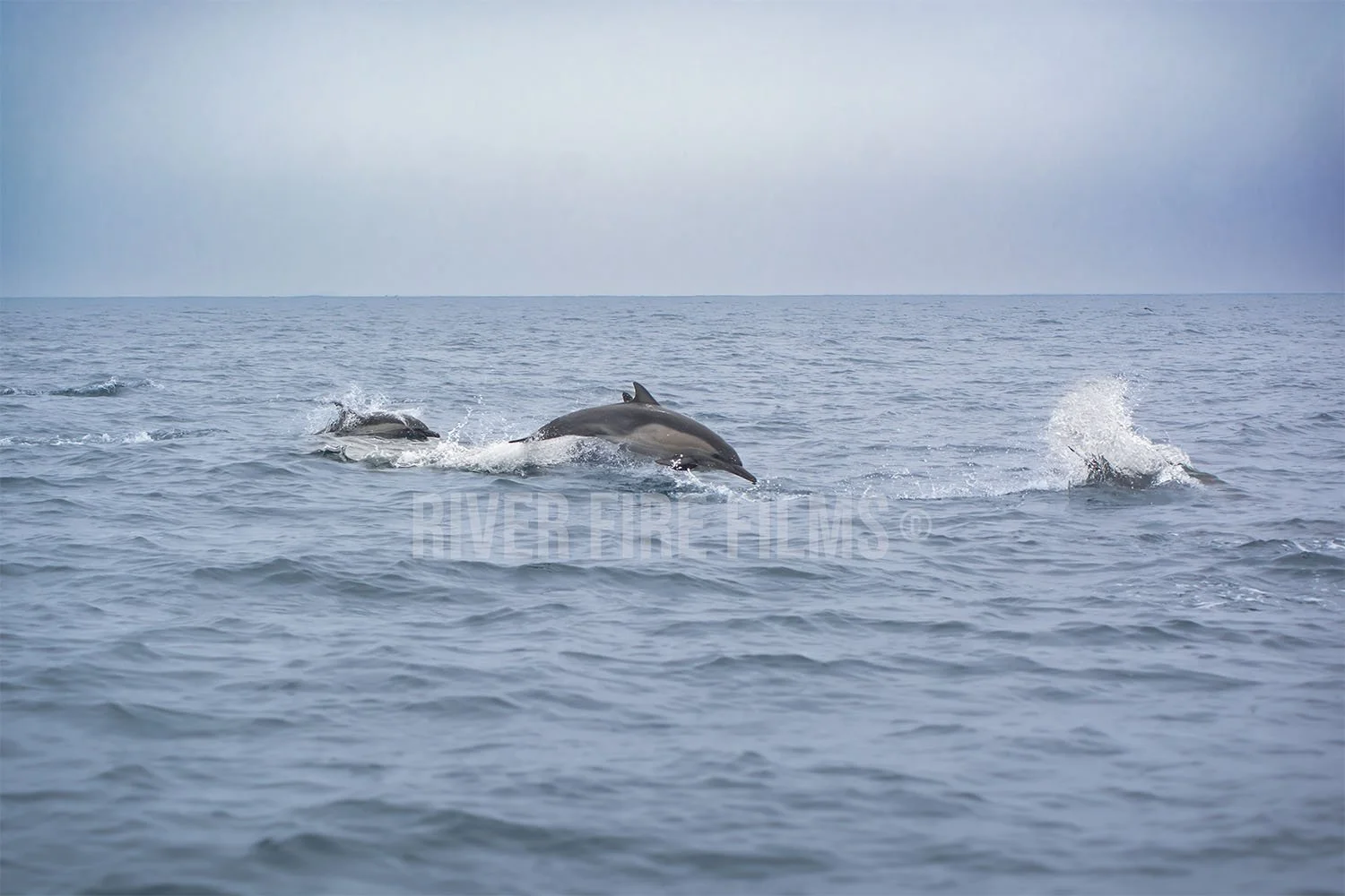 Dolphins - Los Angeles, CA (6/24/2016)