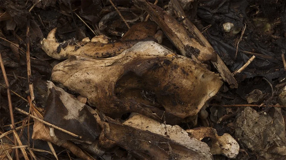 The skull of a deceased dog found on W30th and Train Avenue