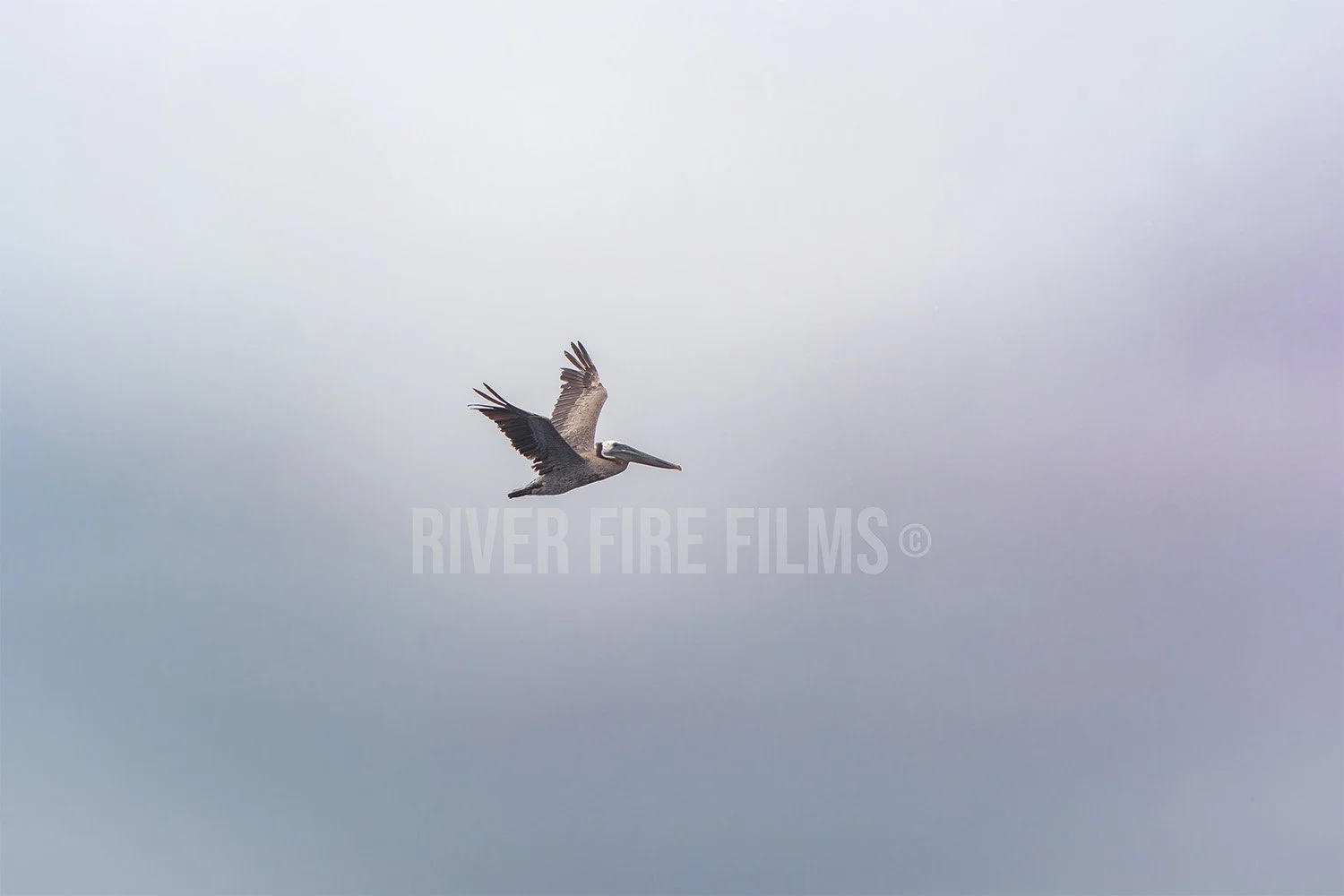 Seagull - Los Angeles, CA (6/24/2016)