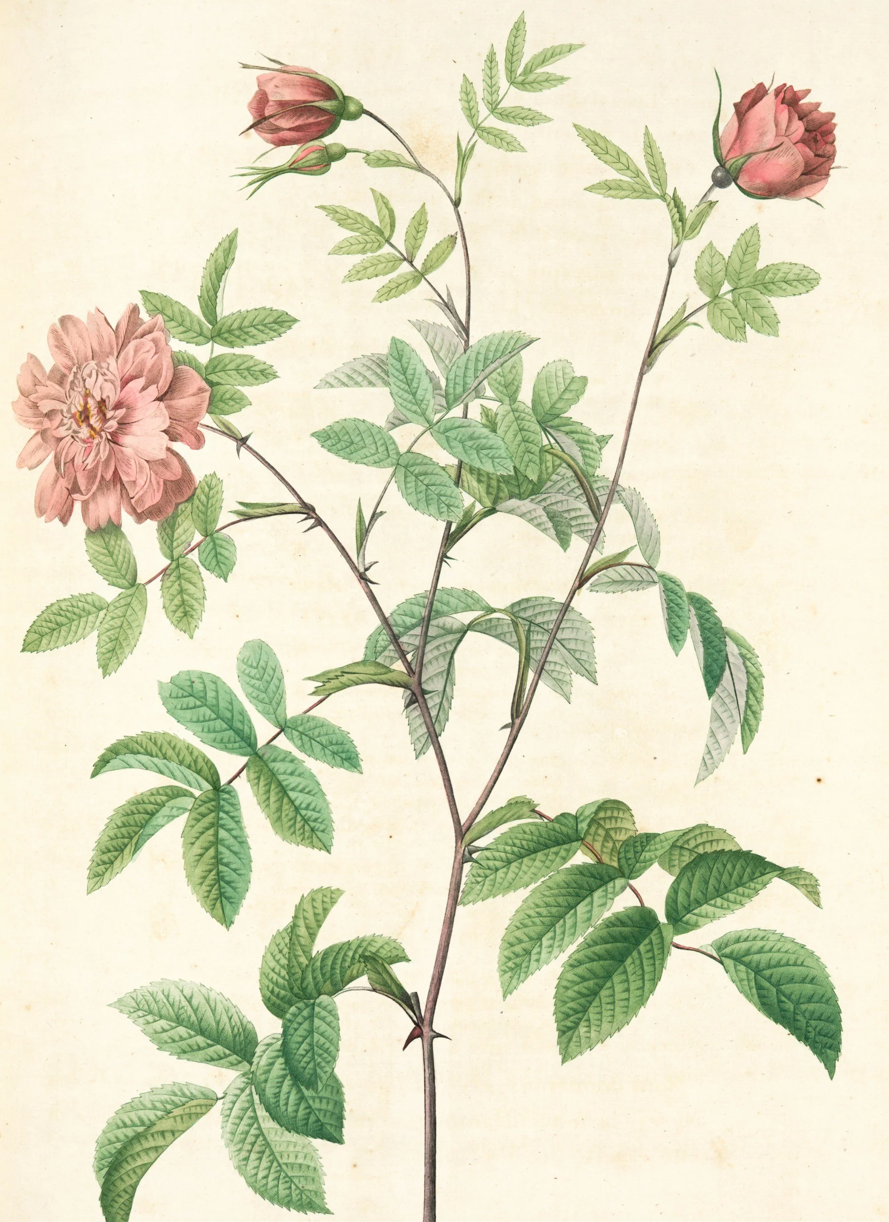 Rehmannia in Traditional Chinese Veterinary Medicine: The Kidney Yin Tonic Your Patients Need