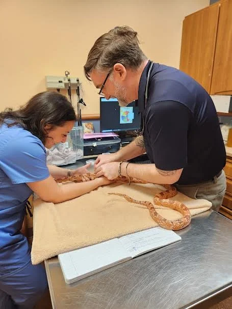 Snake Acupuncture with an Intern.jpeg