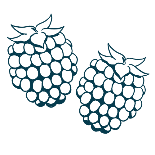 Outline of two raspberries with leafy tops.