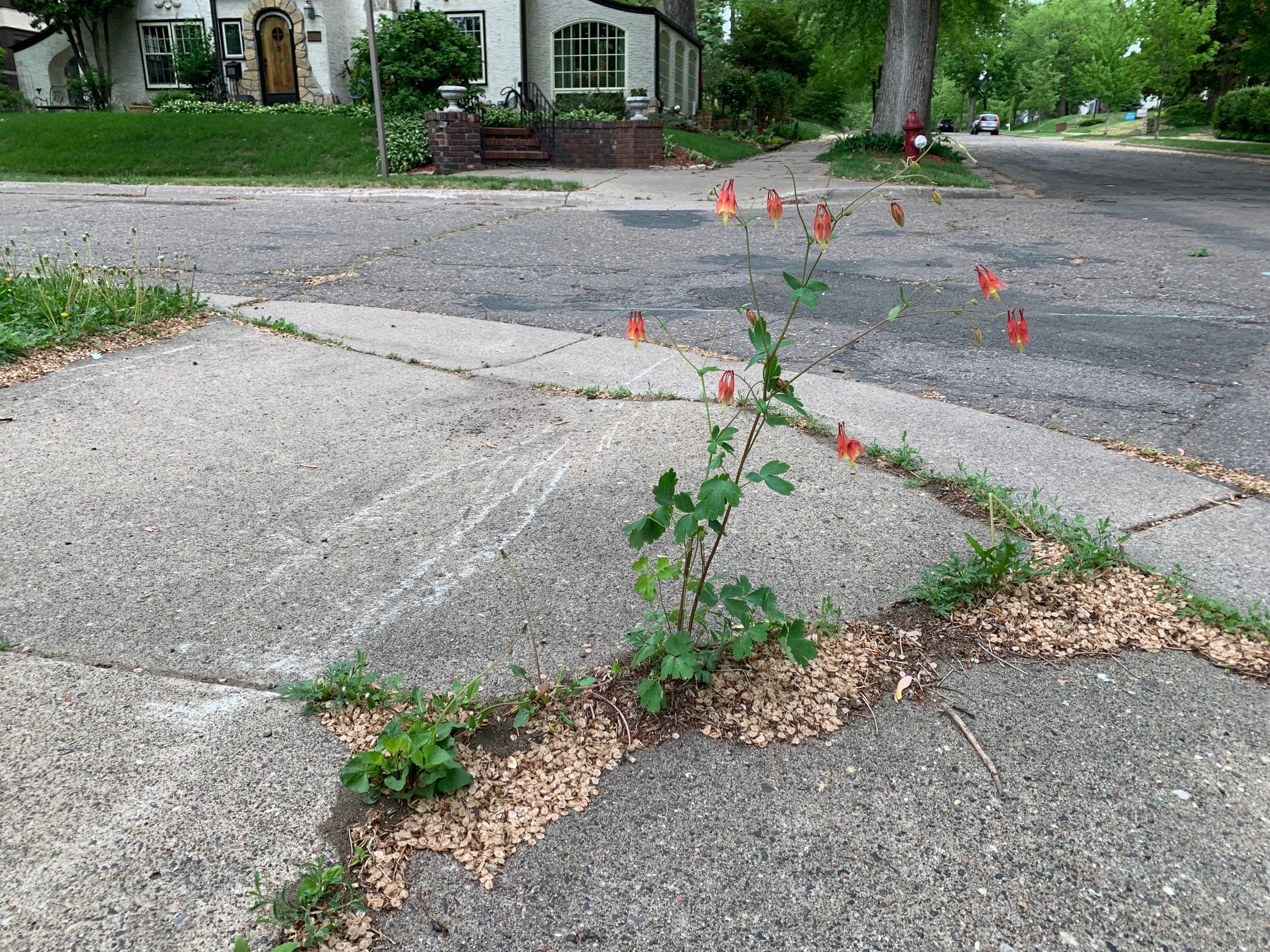 Growing in Surprising Locations: Columbine