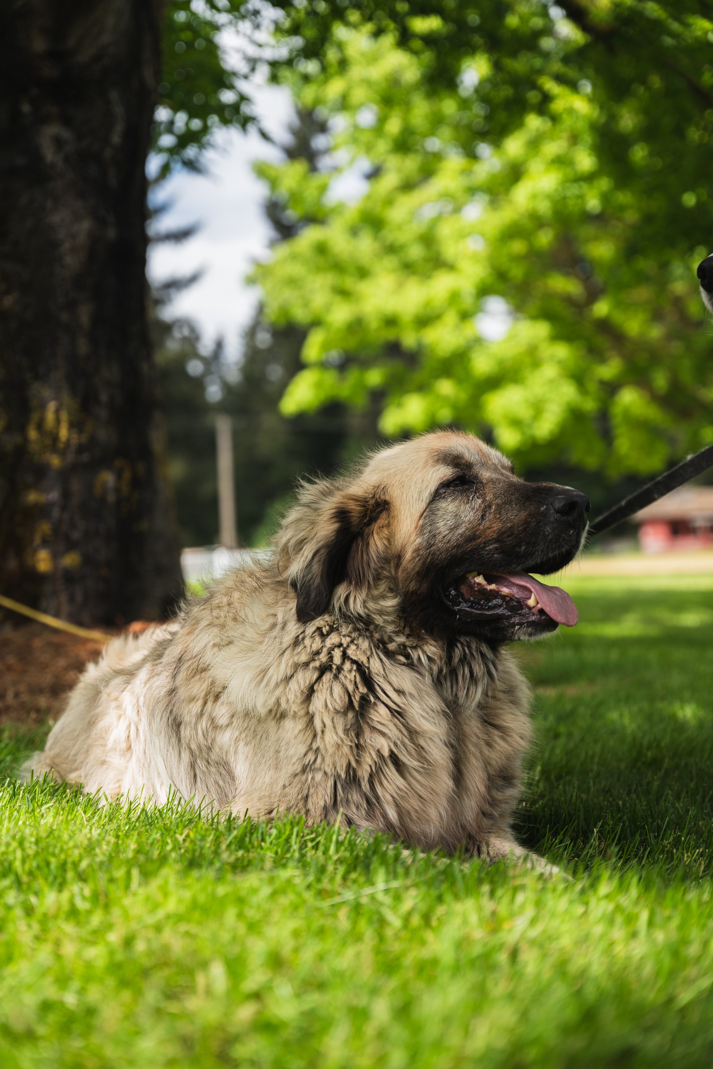 Large, fluffy dog with a tan and black coat lying on green grass under a tree.