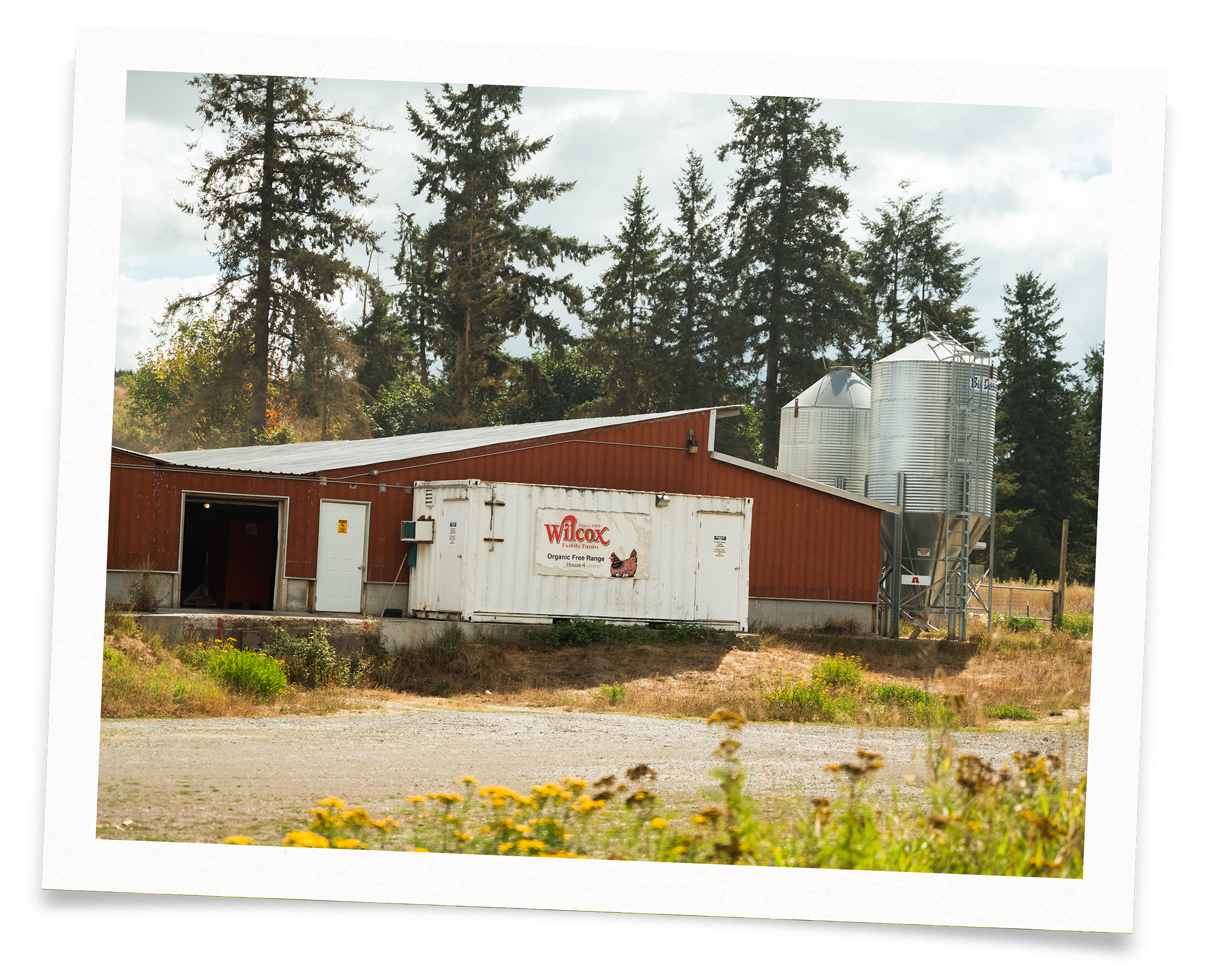 Red farm barn with adjacent grain silos at Wilcox Farms, used for feed storage and farm operations.