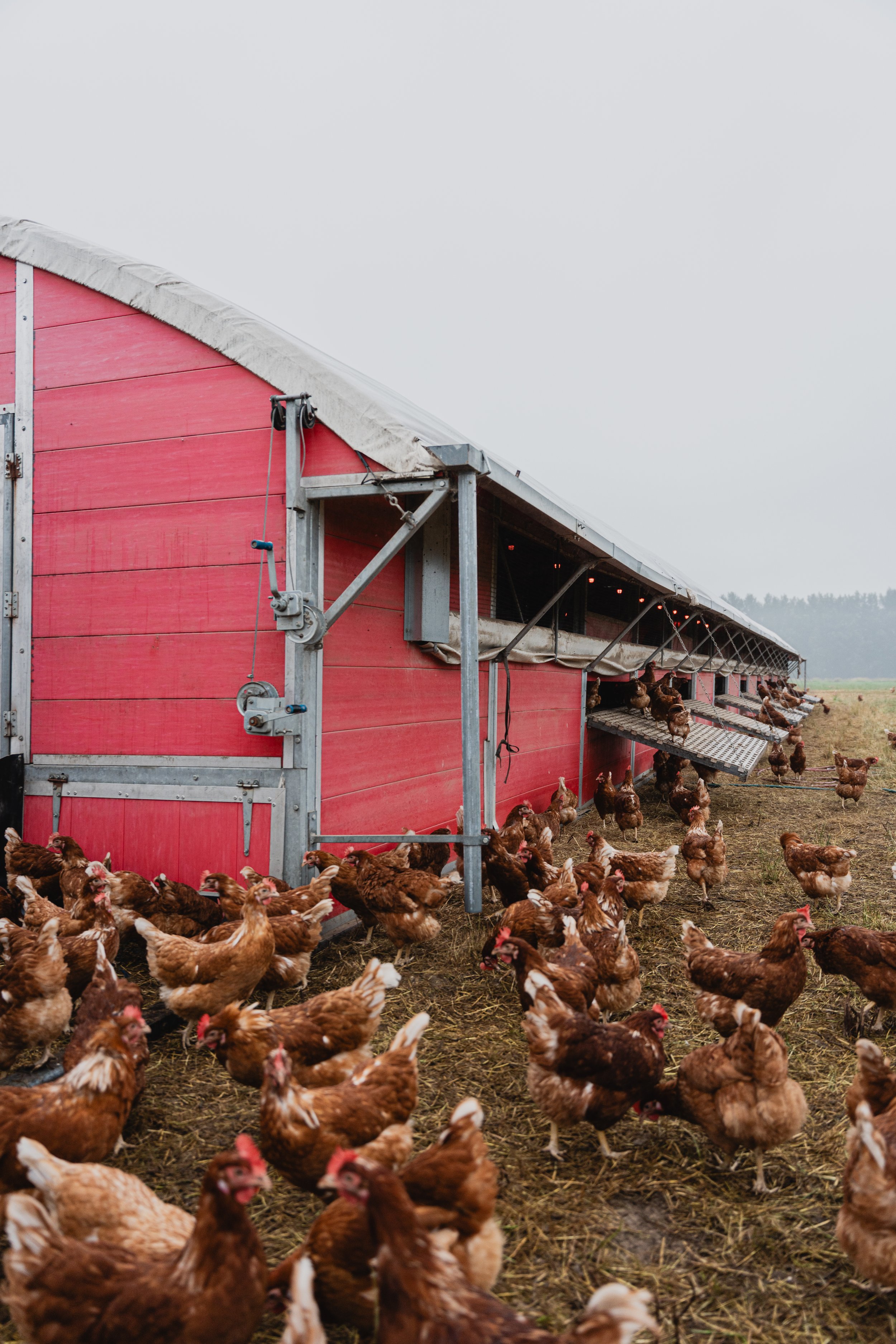 Lots of brown chickens gathered outside a pink chicken coop on a farm in rainy weather.