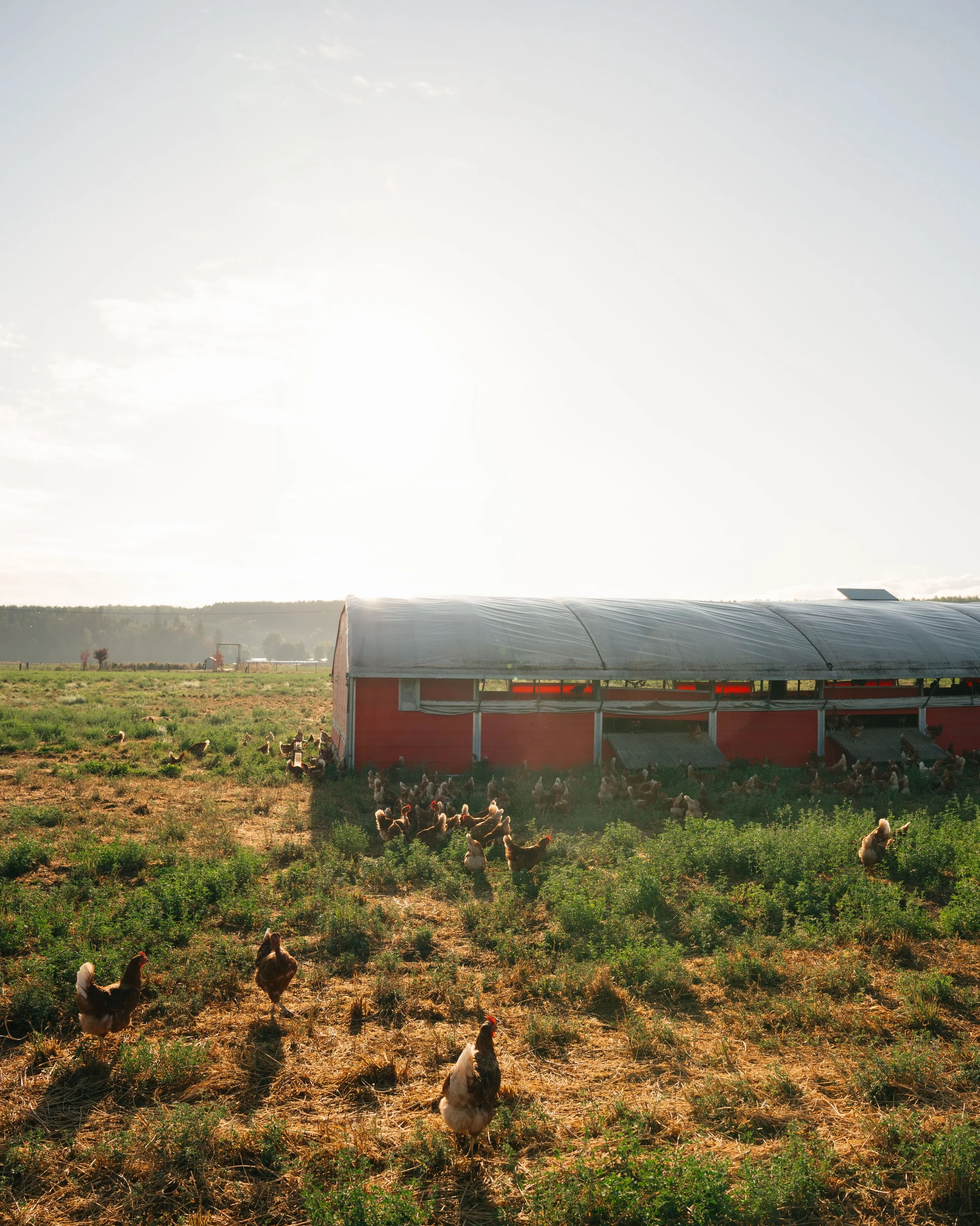 Free-range chickens grazing in open pasture at Wilcox Farms, raised using sustainable, locally owned farming practices.
