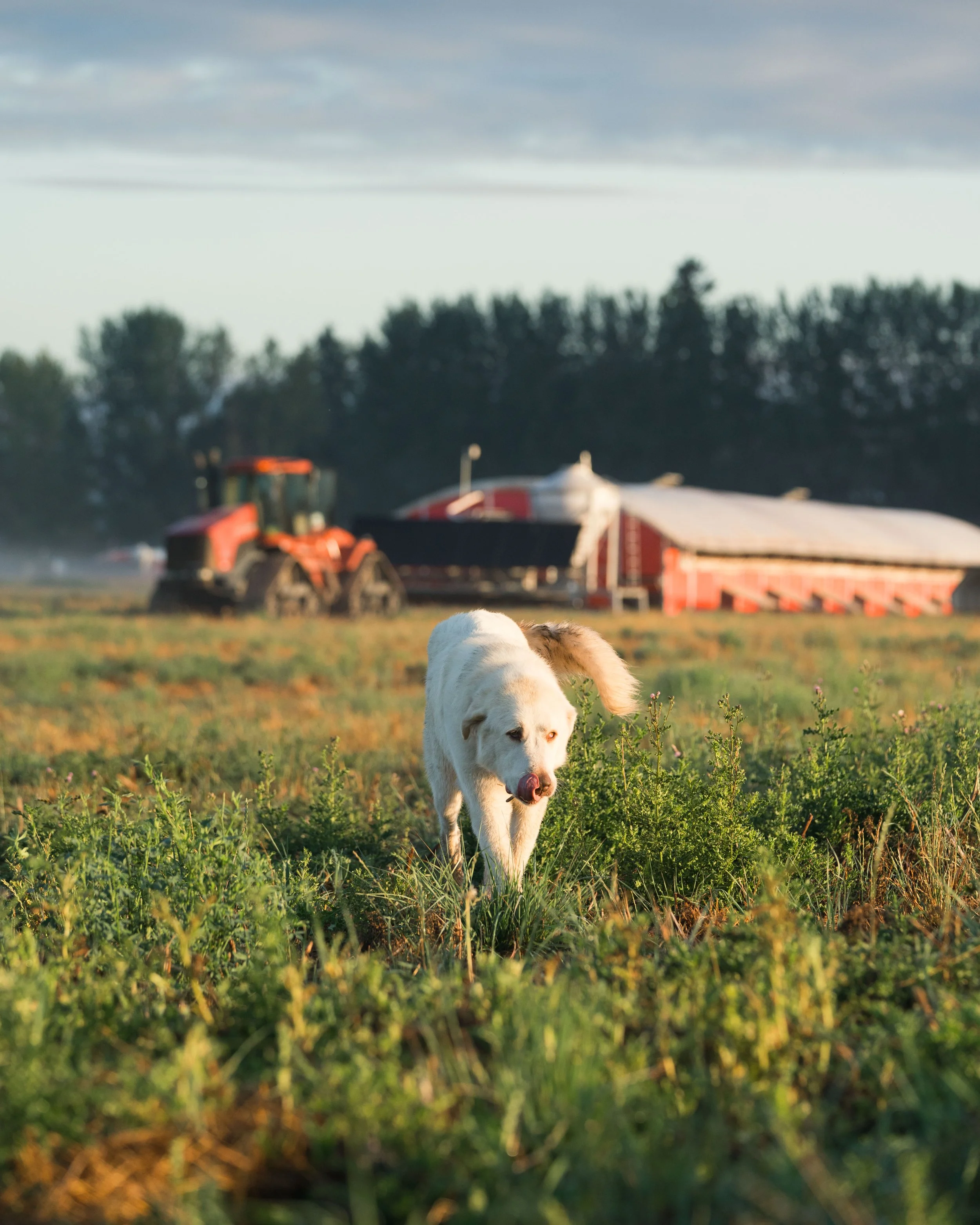A white dog walking through green field with farm equipment and red barn in the background during late afternoon or early evening.