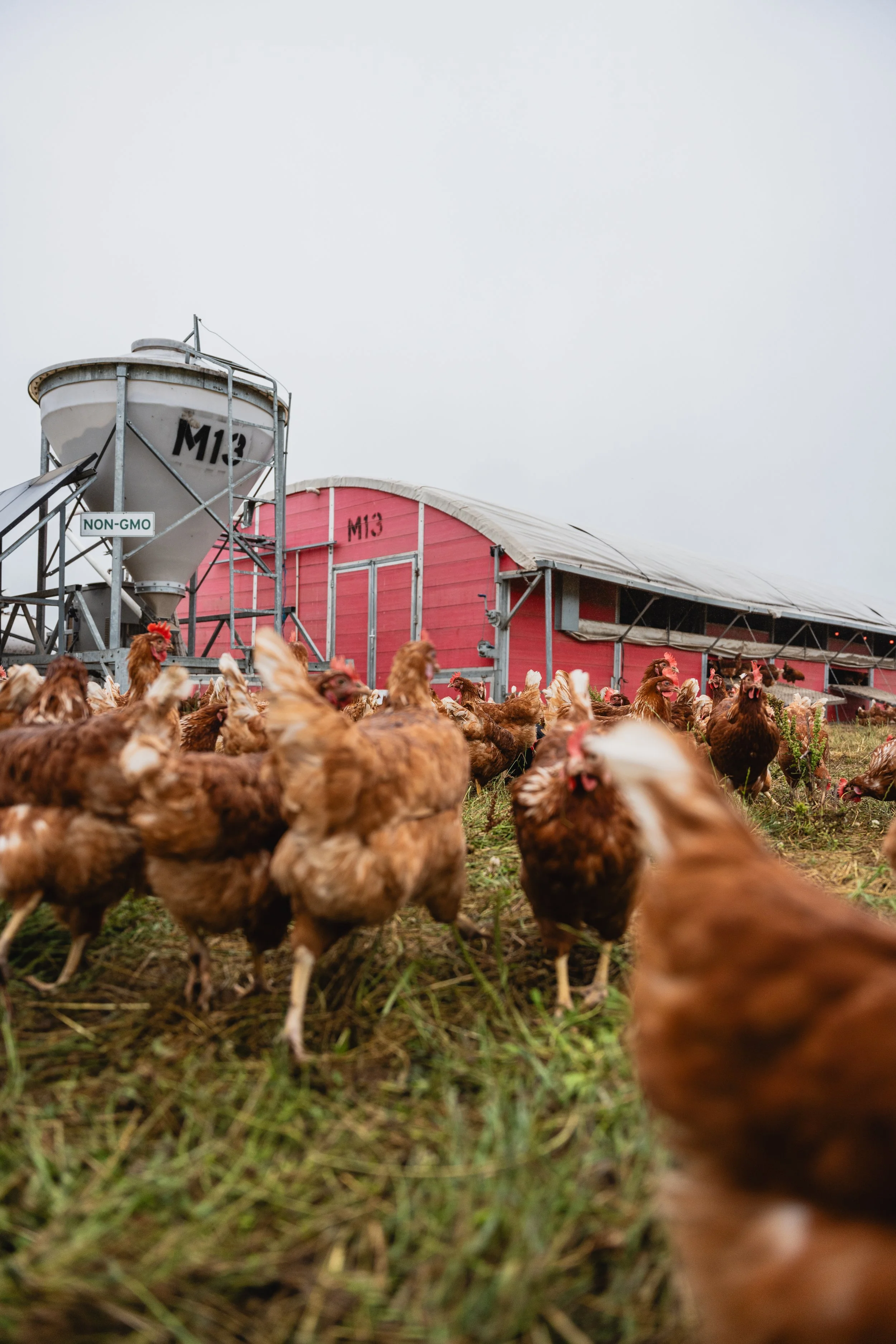 A farmyard with a flock of chickens in front of a red barn and silos, under an overcast sky.