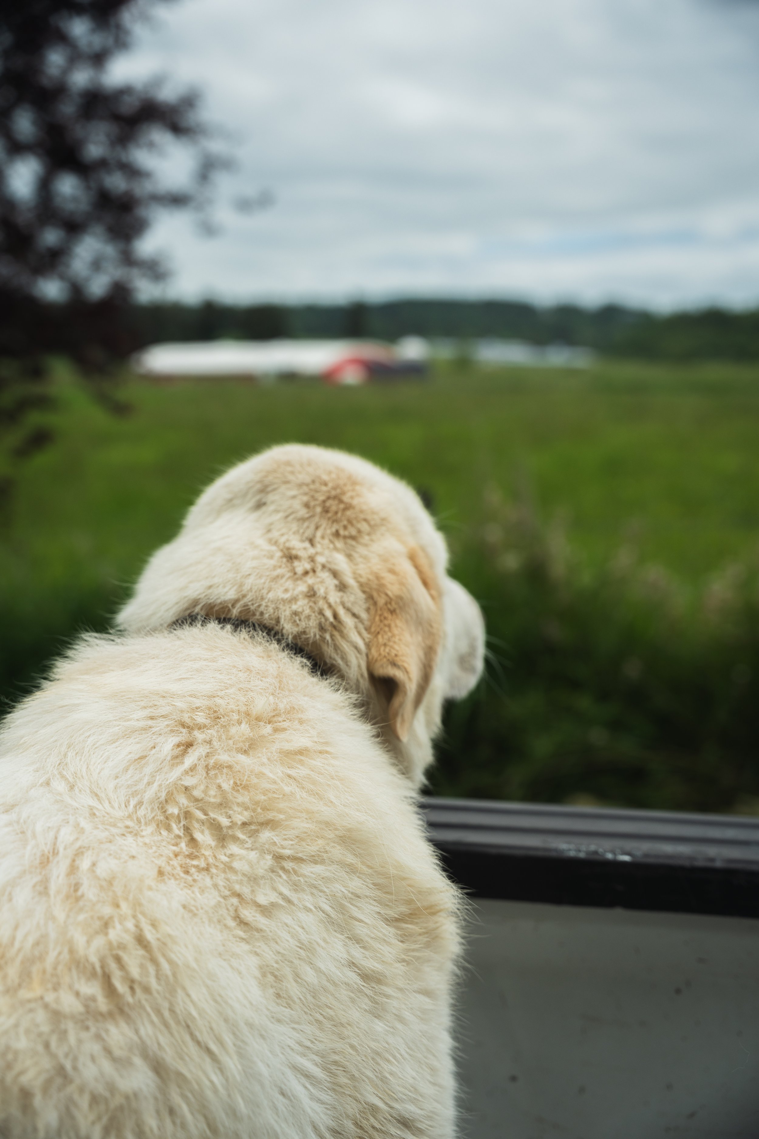 	
A happy, cream-colored dog looking out a window at a green field with trees and a cloudy sky.
