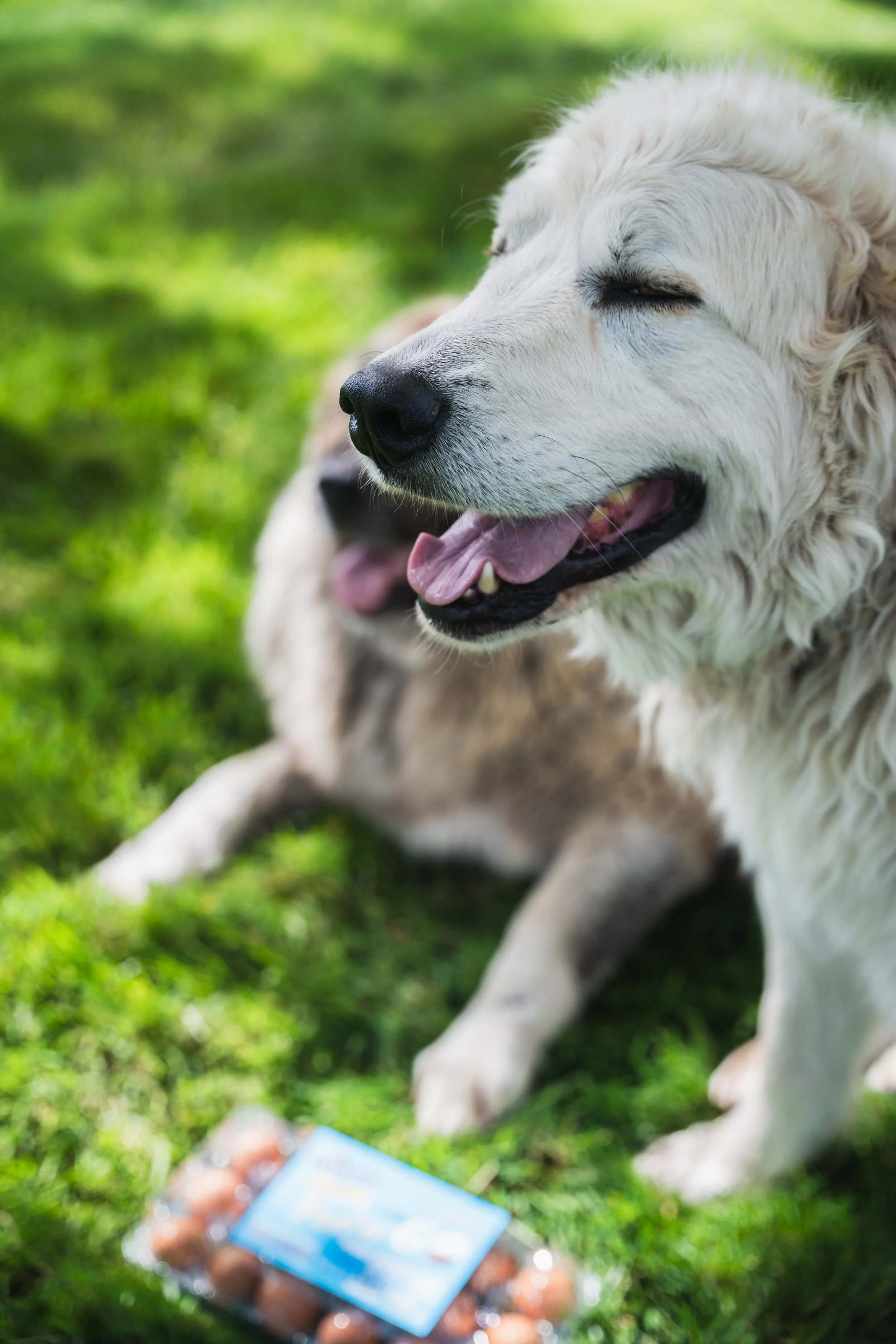 A happy, white dog with curly fur lying on green grass with a pack of eggs nearby.