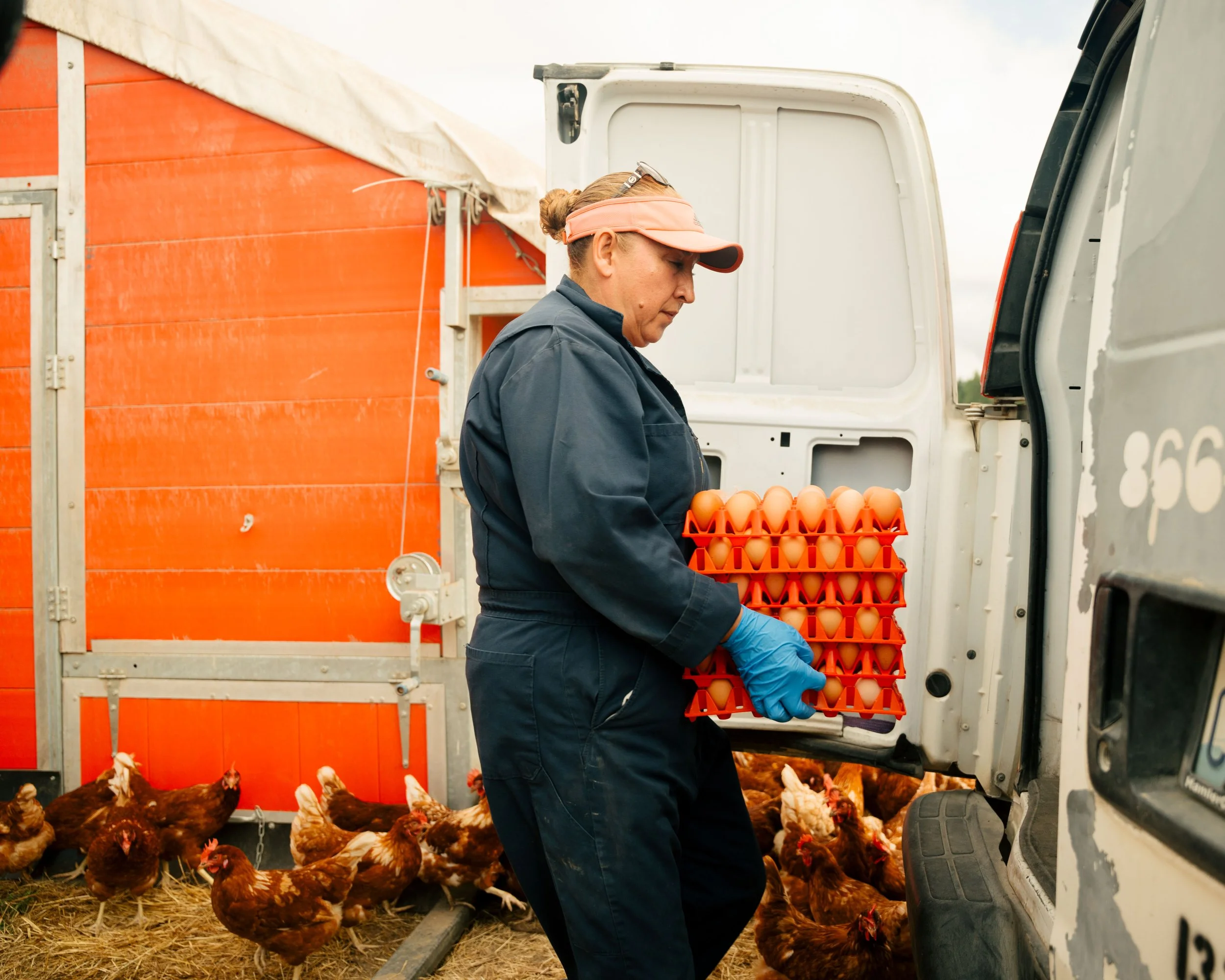A woman wearing a pink visor, blue gloves, and a dark jumpsuit stands next to a white van, loading a tray of eggs. There are chickens on the ground and a red coop in the background.