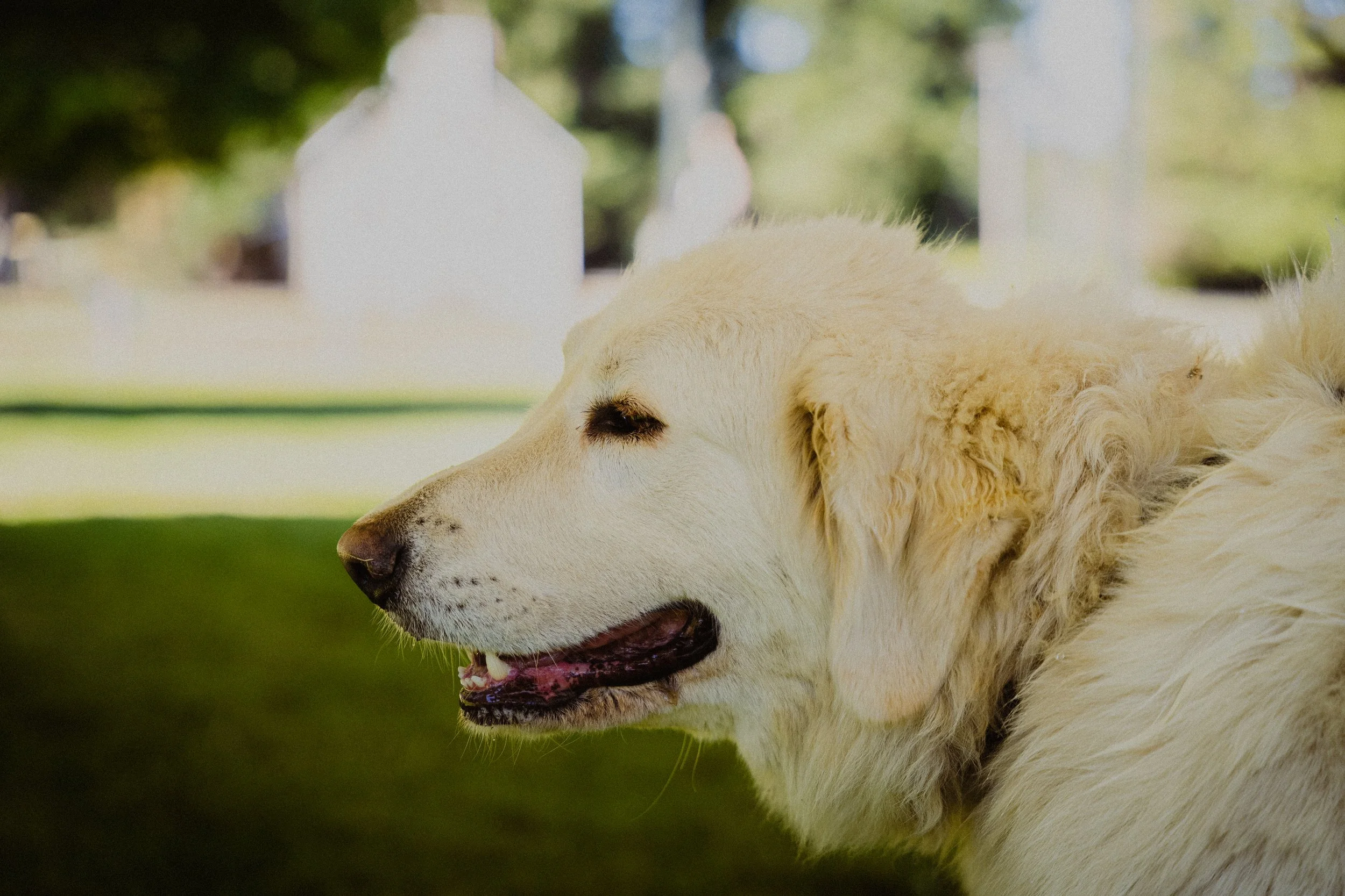 A close-up of a large, cream-colored dog, possibly a retriever, lying outdoors with a blurred background of trees and grass.