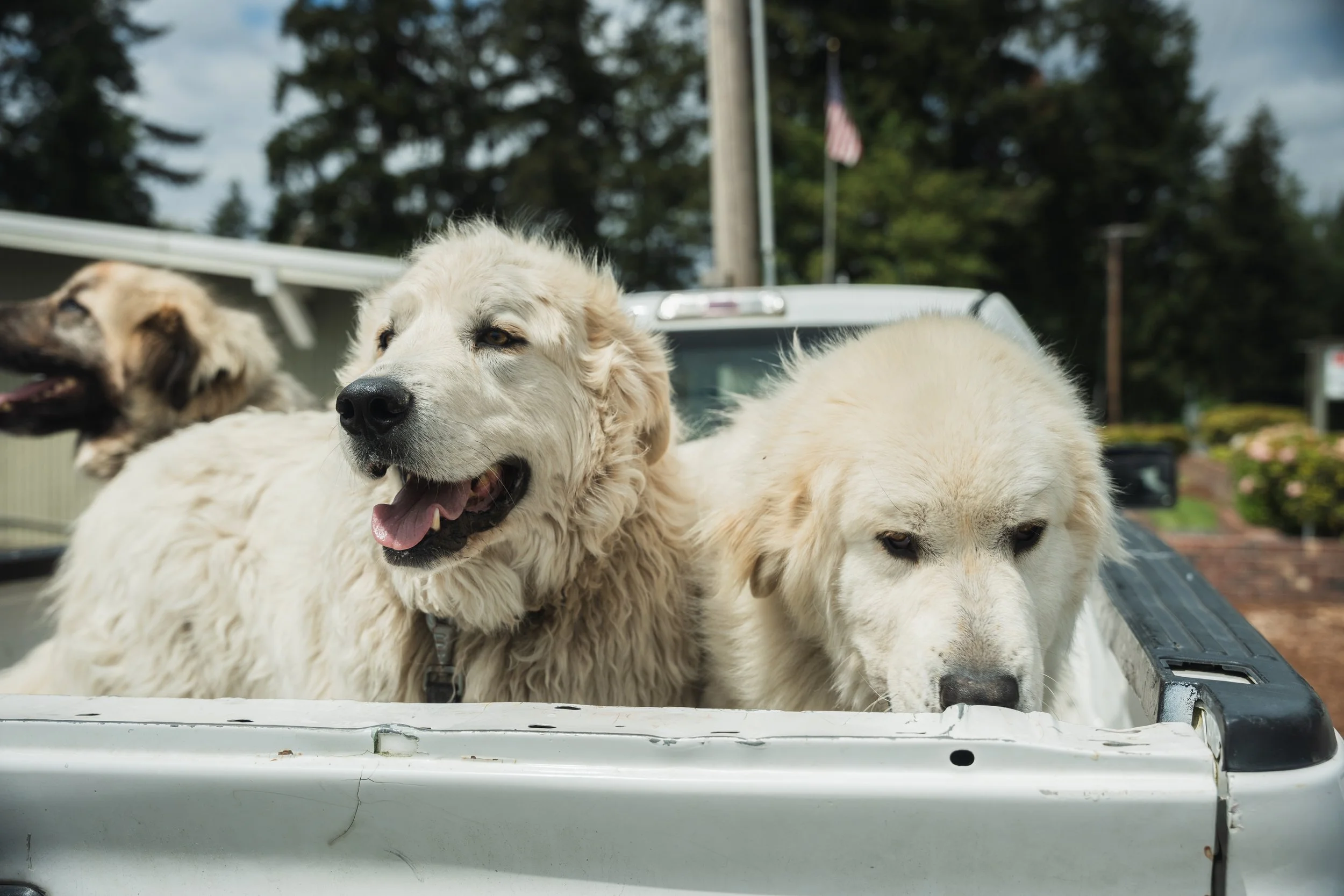 Three dogs, including a Great Pyrenees and a shepherd mix, sitting in the back of a pickup truck on a cloudy day with trees and houses in the background.