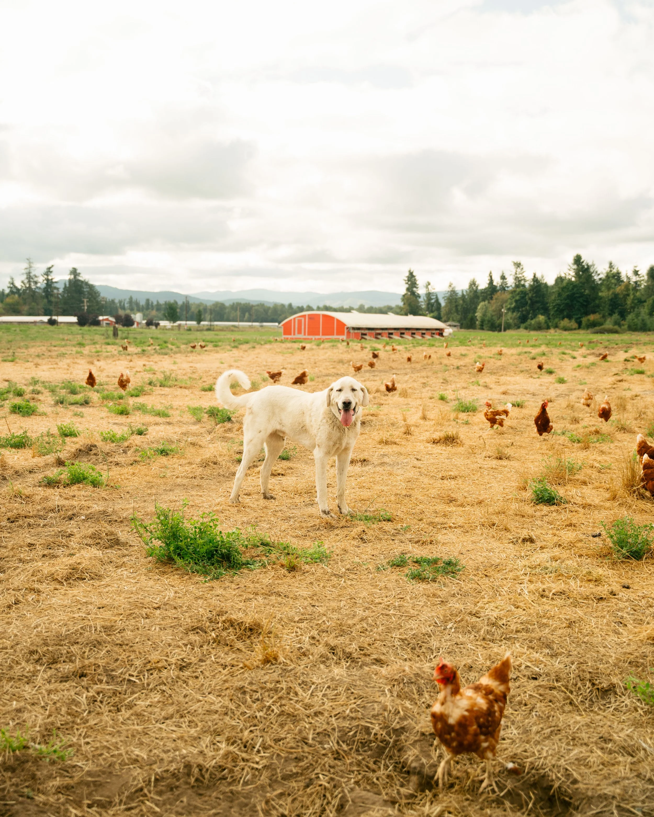 A happy white dog standing in a farm field surrounded by chickens, with a red barn and trees in the background under a cloudy sky.