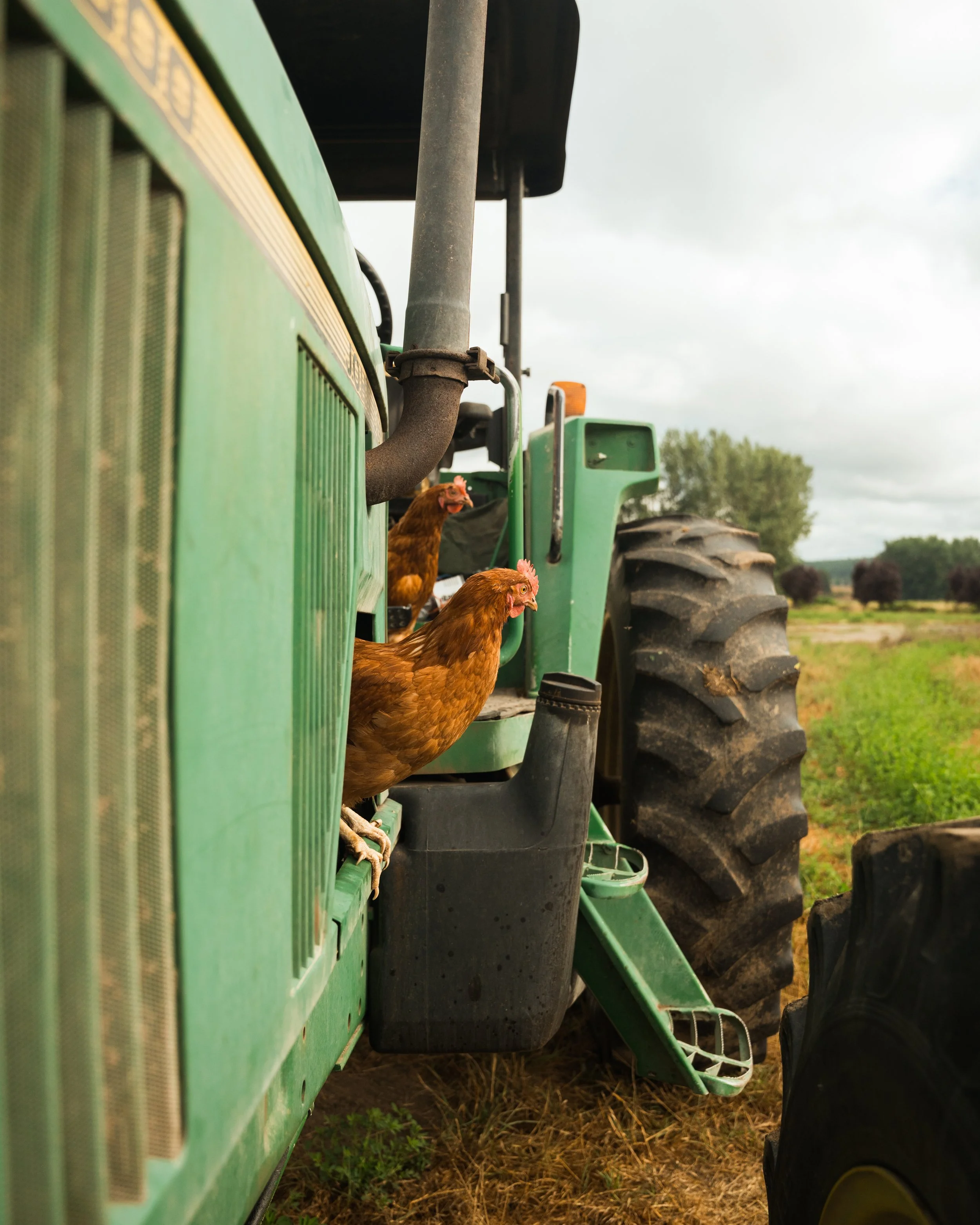 Free-range hens exploring and perched on a green tractor in a Wilcox Farms pasture.