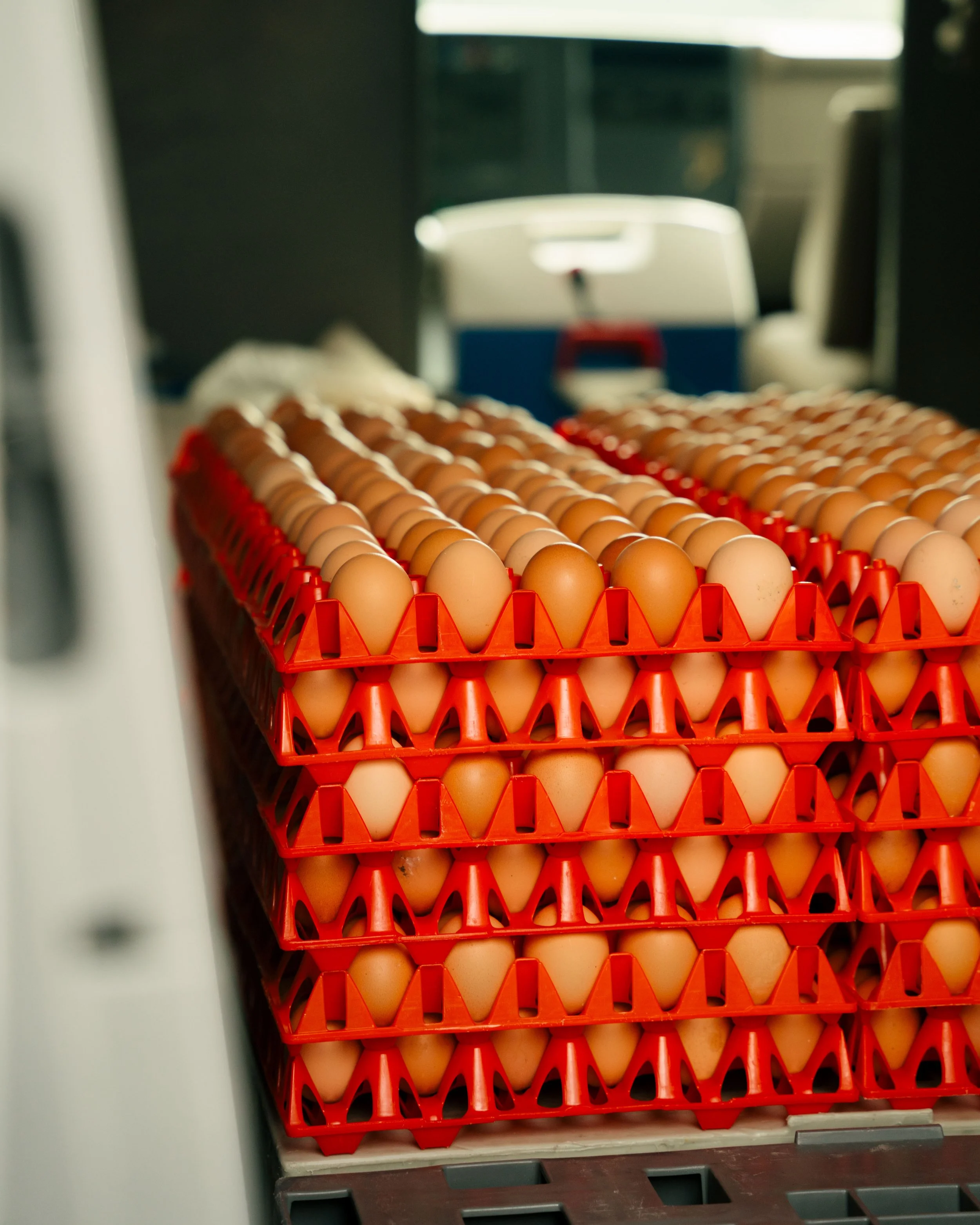 Large trays of brown eggs stacked in red plastic cartons in a storage or processing area.