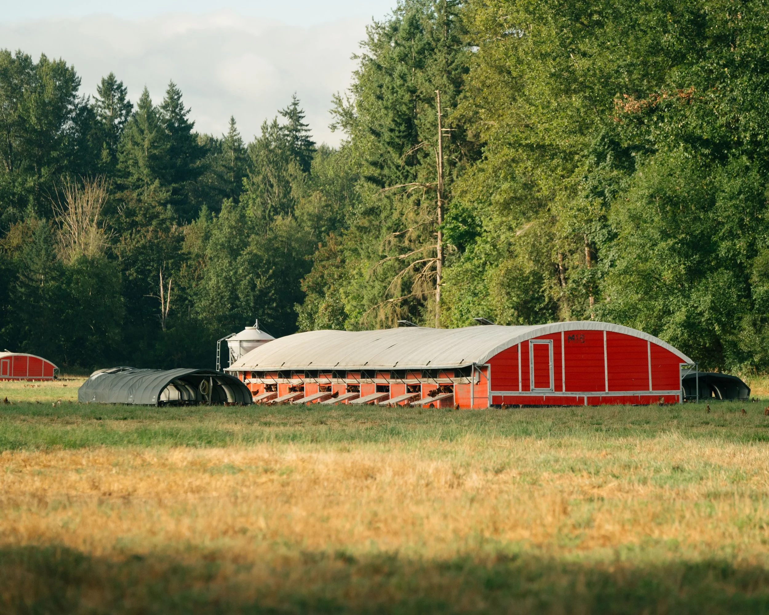 Group of happy pasture-raised chickens pecking and foraging on rich green soil under blue sky.