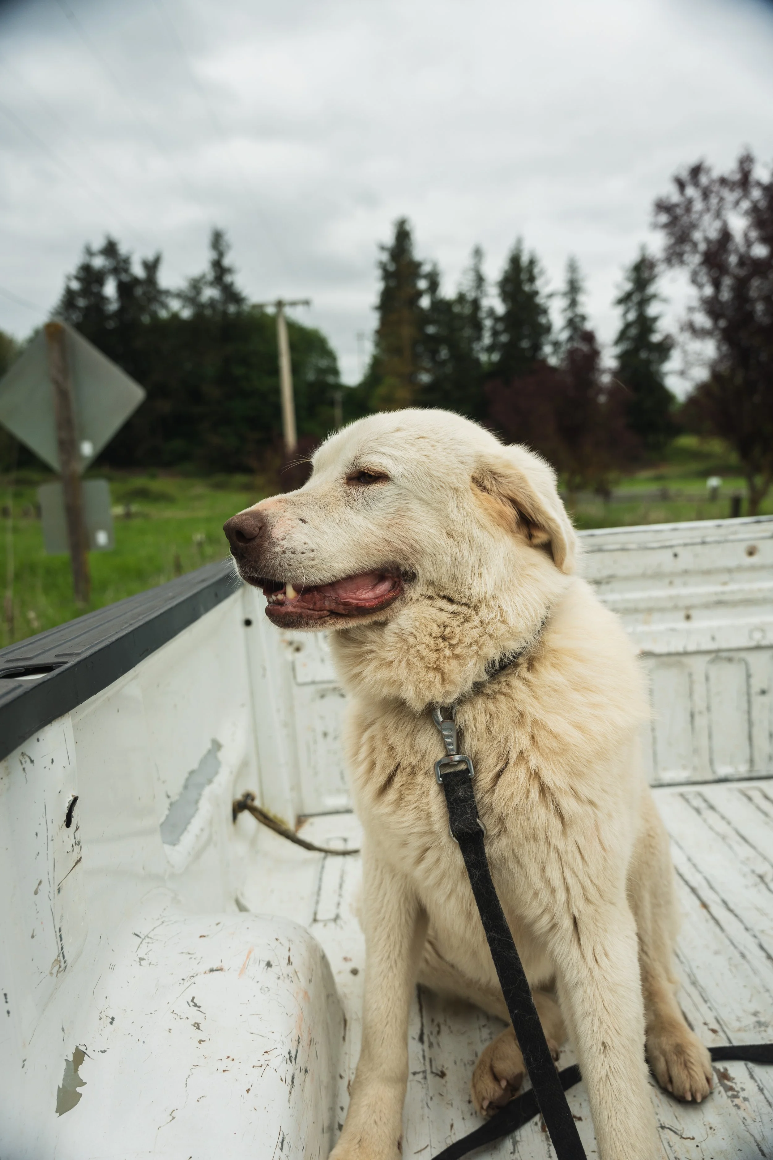 A happy, cream-colored dog sitting in the back of a white pickup truck outdoors on a cloudy day, with trees and grass in the background.