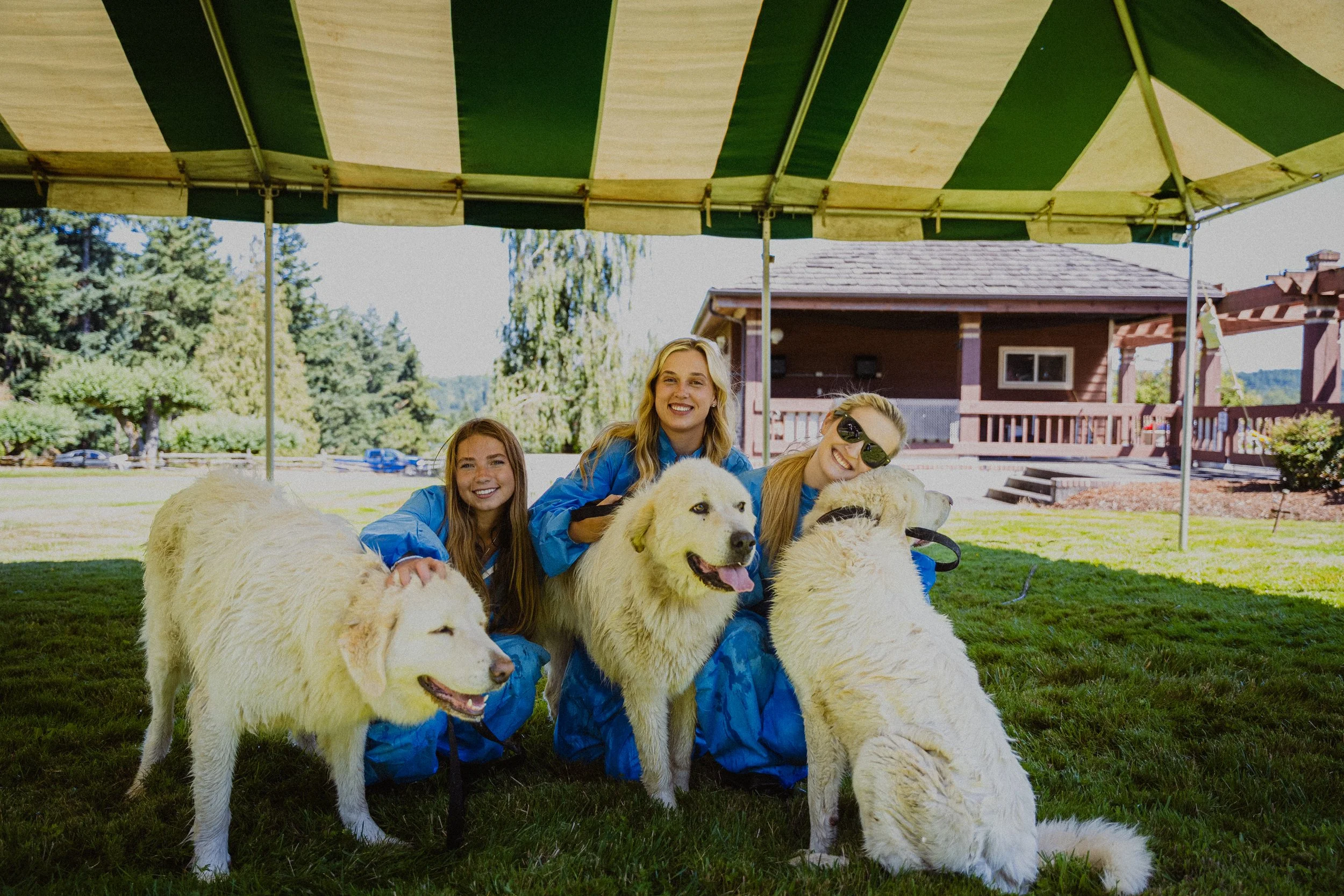 Three women and four golden retrievers under a green and white striped canopy in a park on a sunny day.