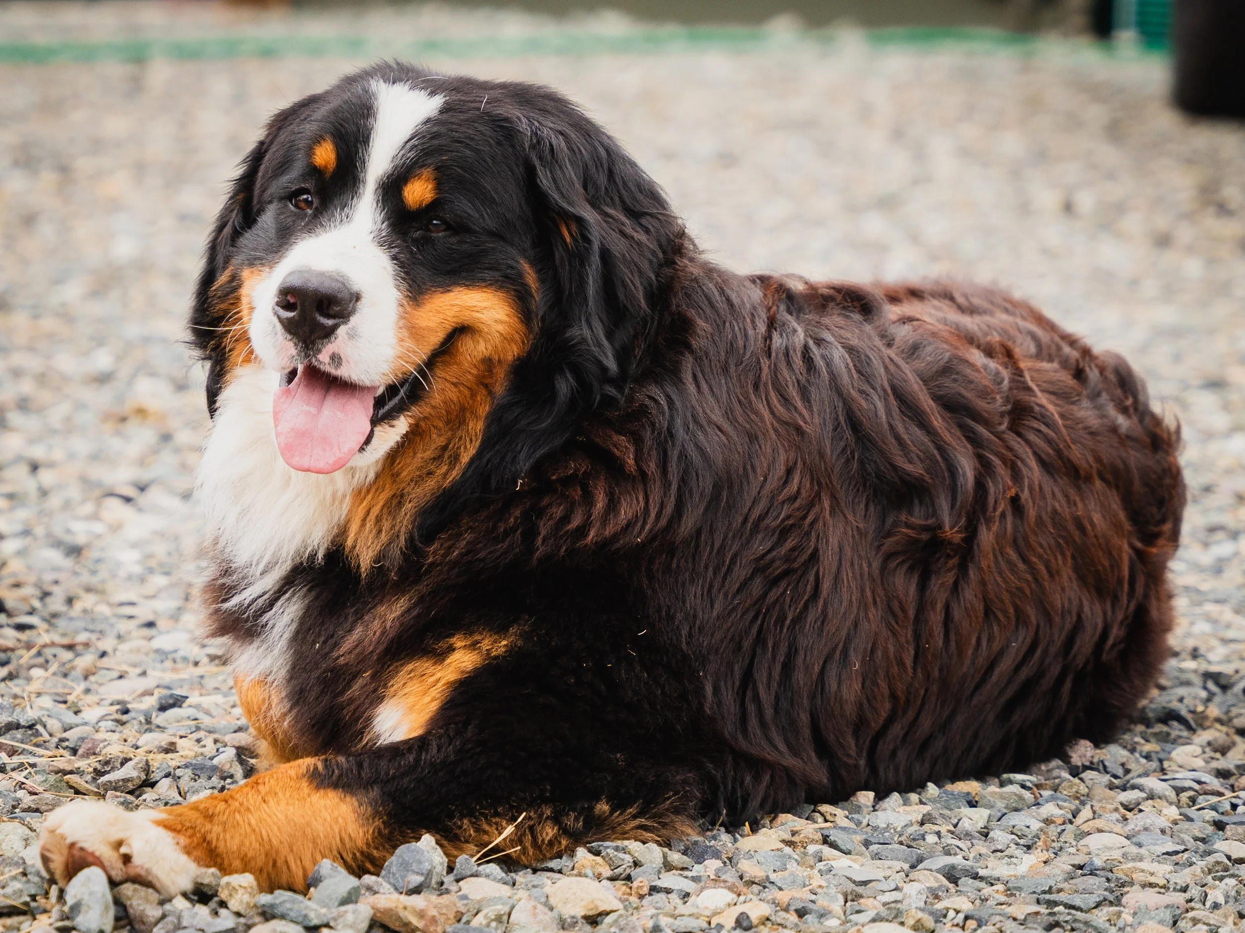 A happy Bernese Mountain Dog lying on rocky ground, with its tongue out and mouth open.