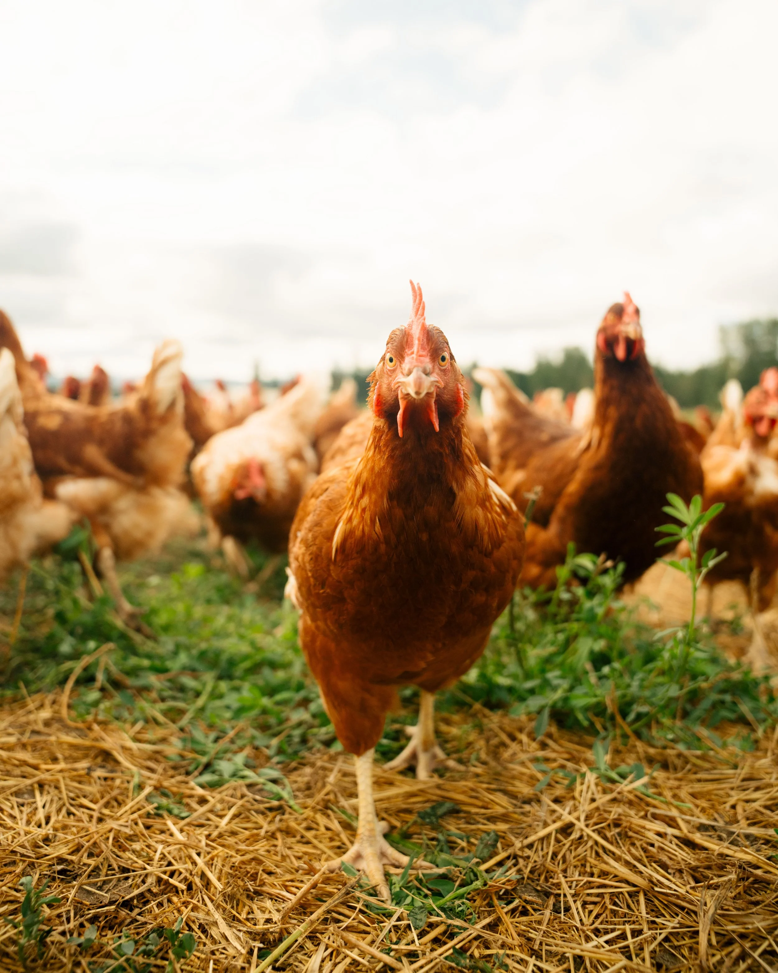 A close-up of a chicken standing on straw and grass with more chickens in the background and a cloudy sky overhead.