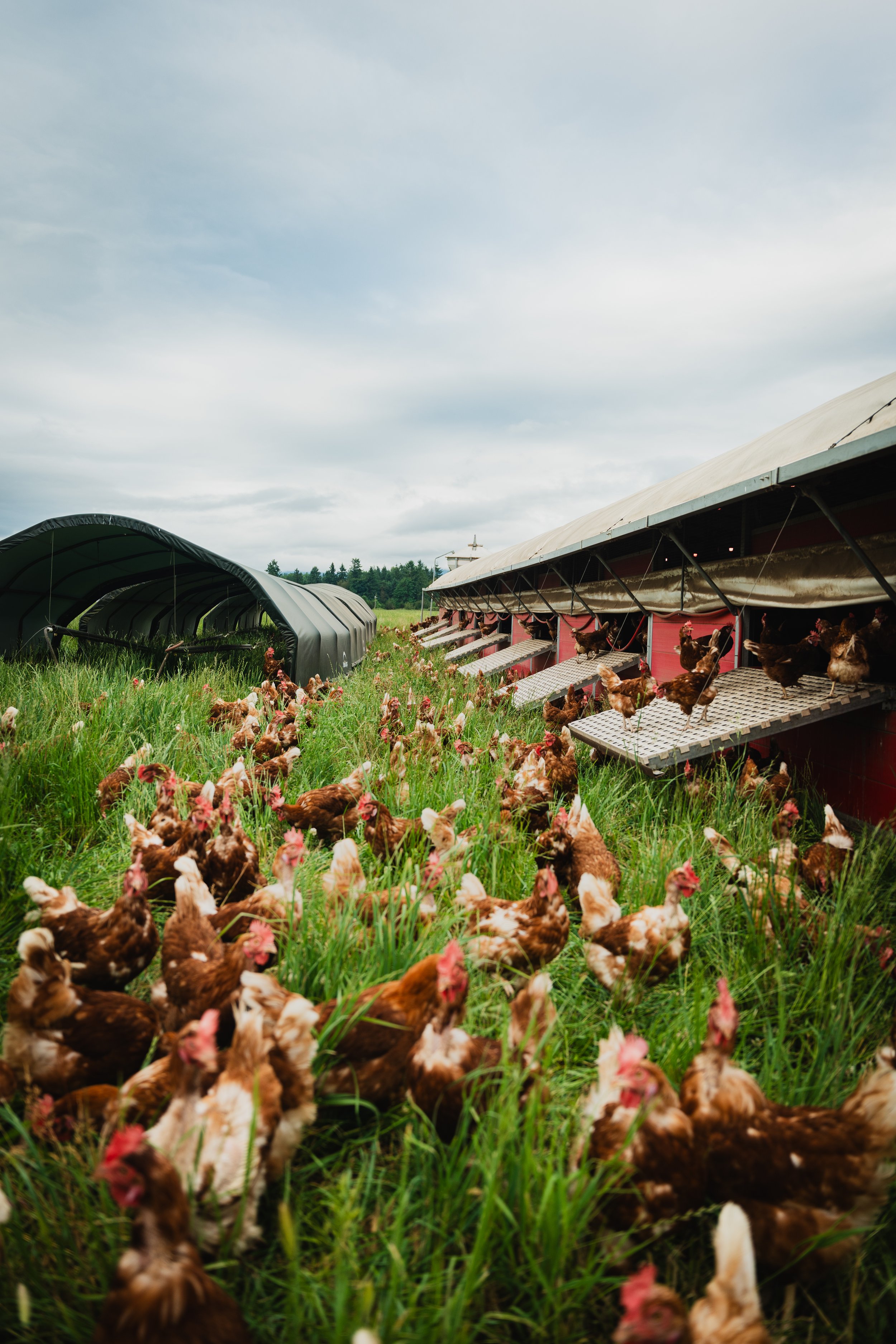 Chickens outside a poultry farm with outdoor feeding ramps on a cloudy day.