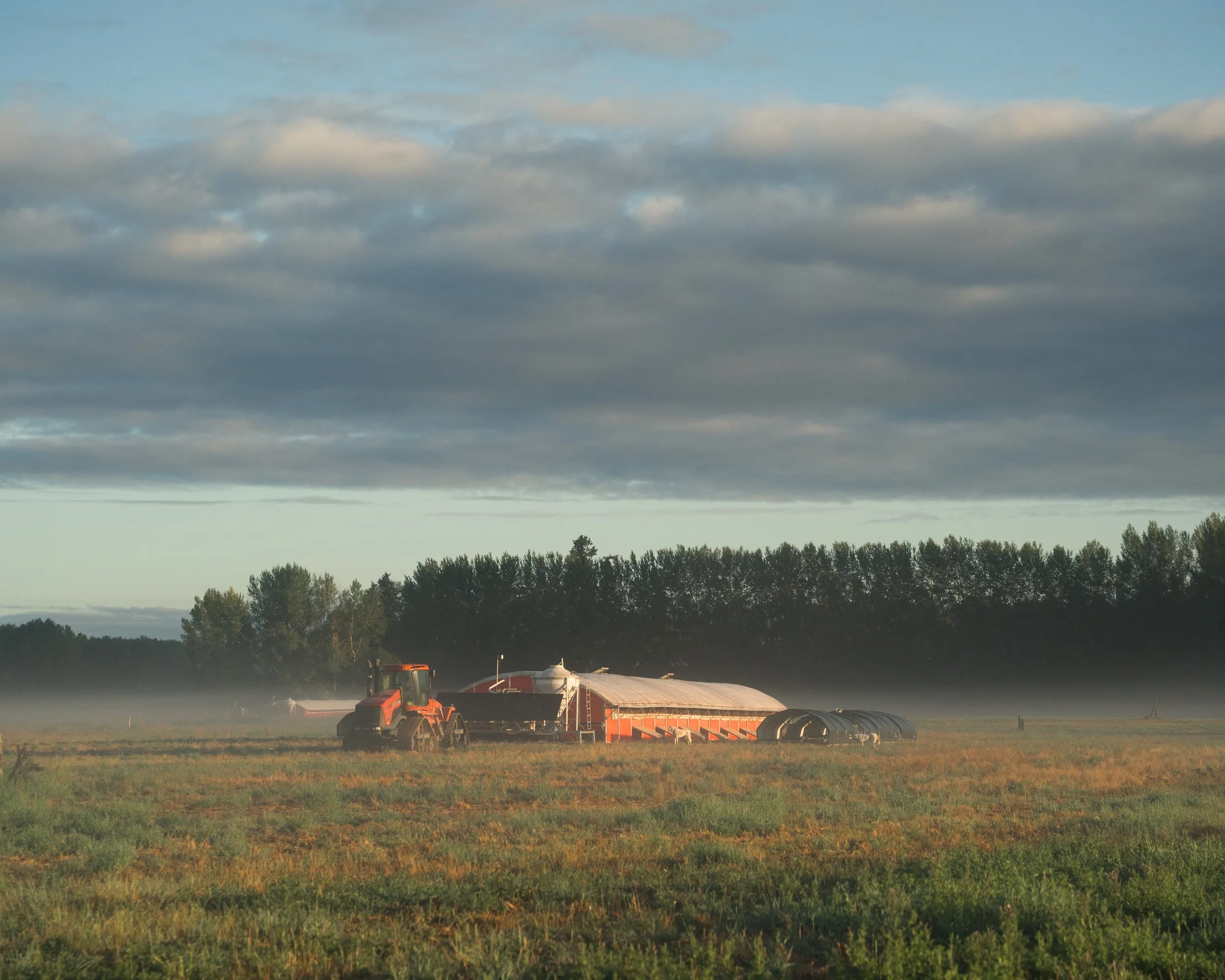 Farm workers placing fresh hay and grasses into a mobile pasture hen house as part of sustainable care for laying hens.