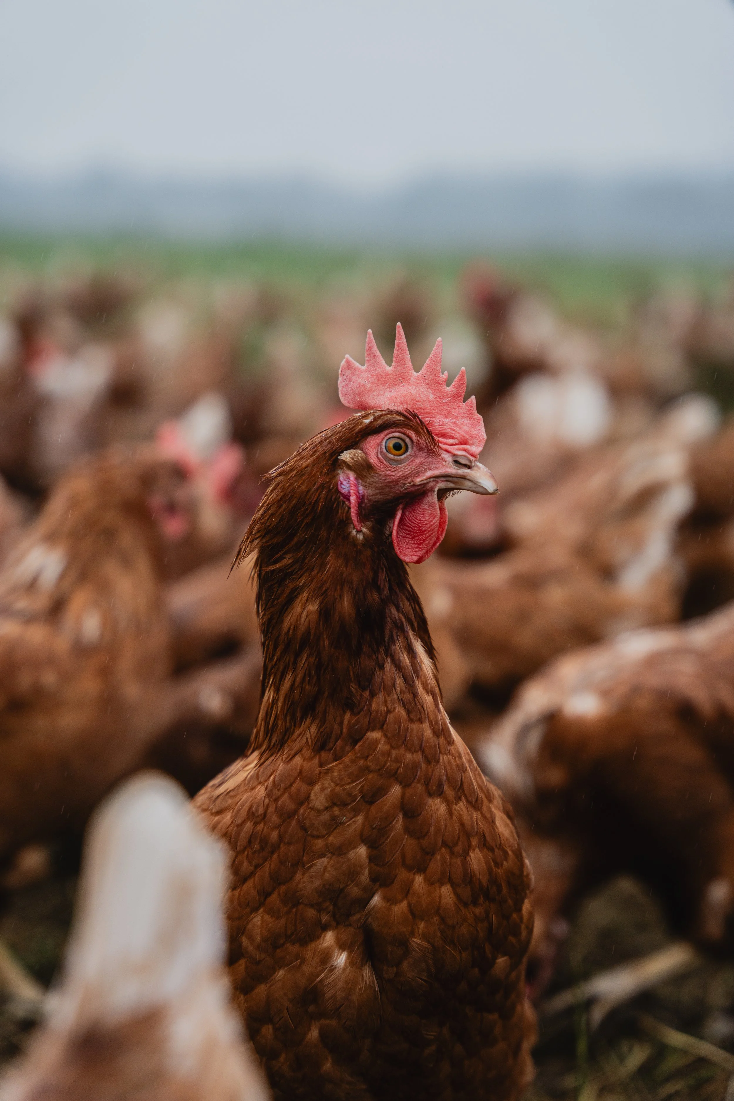 Close-up of a brown hen with a pink comb, surrounded by other chickens in a farm setting.