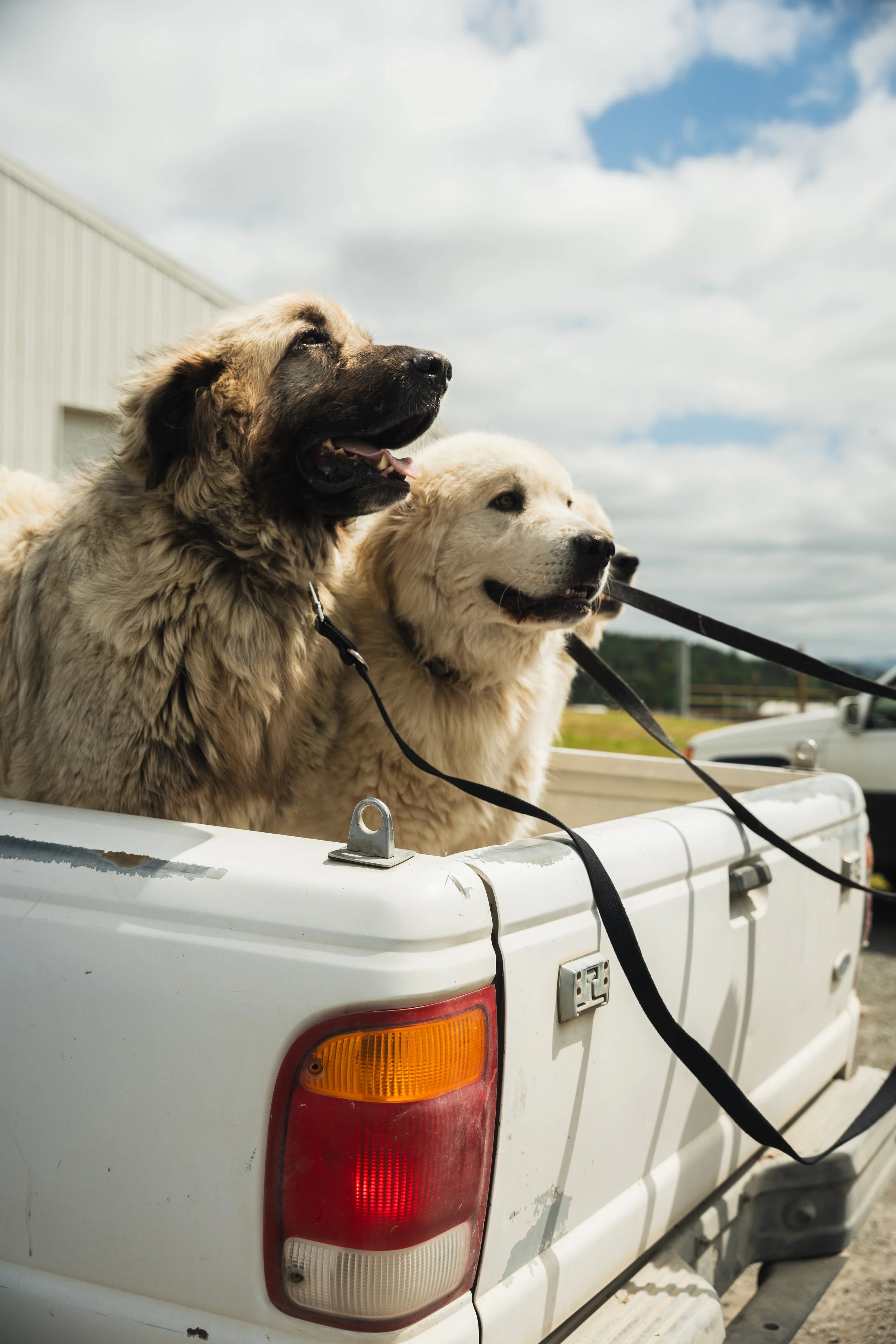 Two dogs in the back of a white pickup truck, with a cloudy sky in the background.