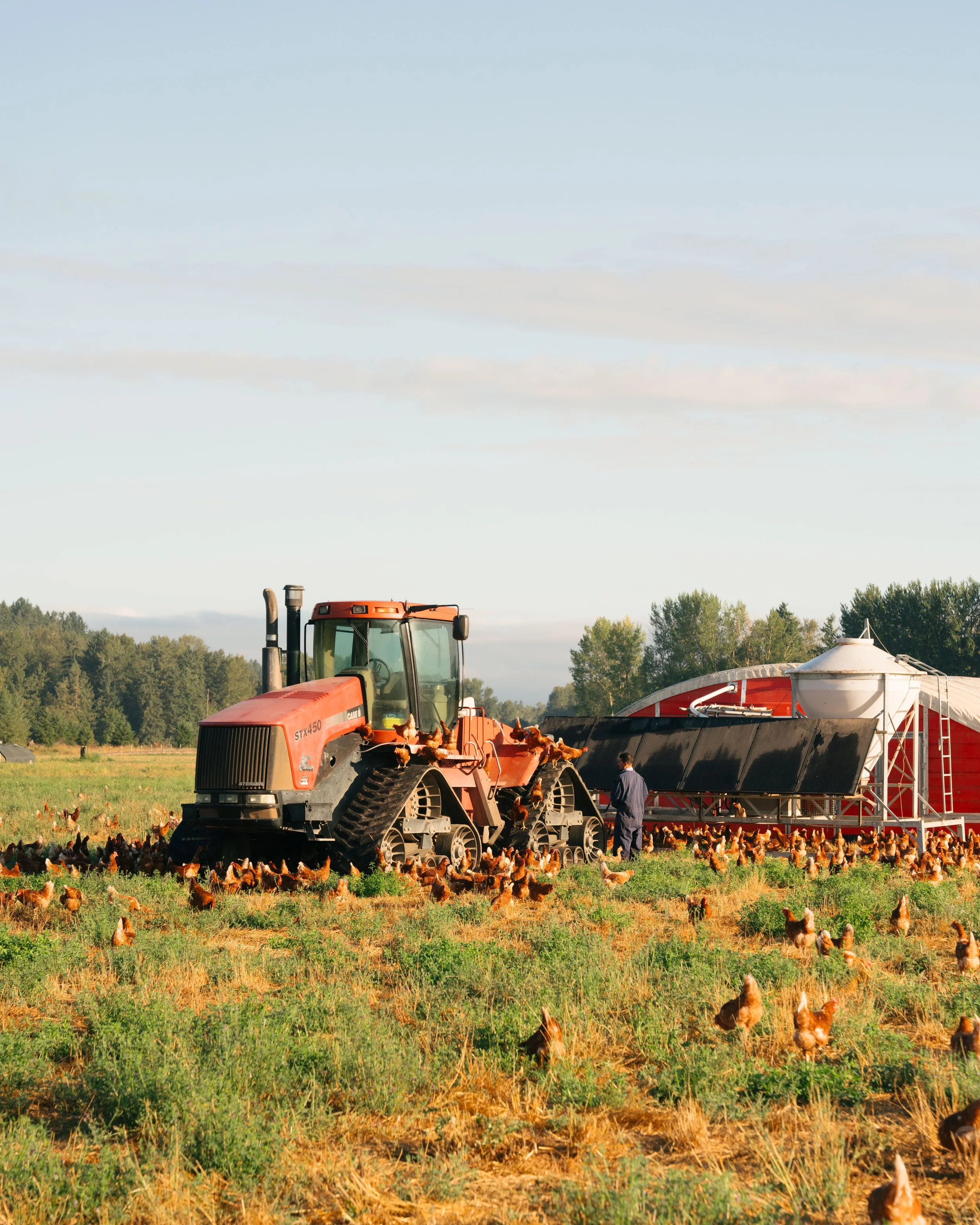 Farmer and tractor near mobile pastures with free-range chickens grazing in open pasture at Wilcox Farms..