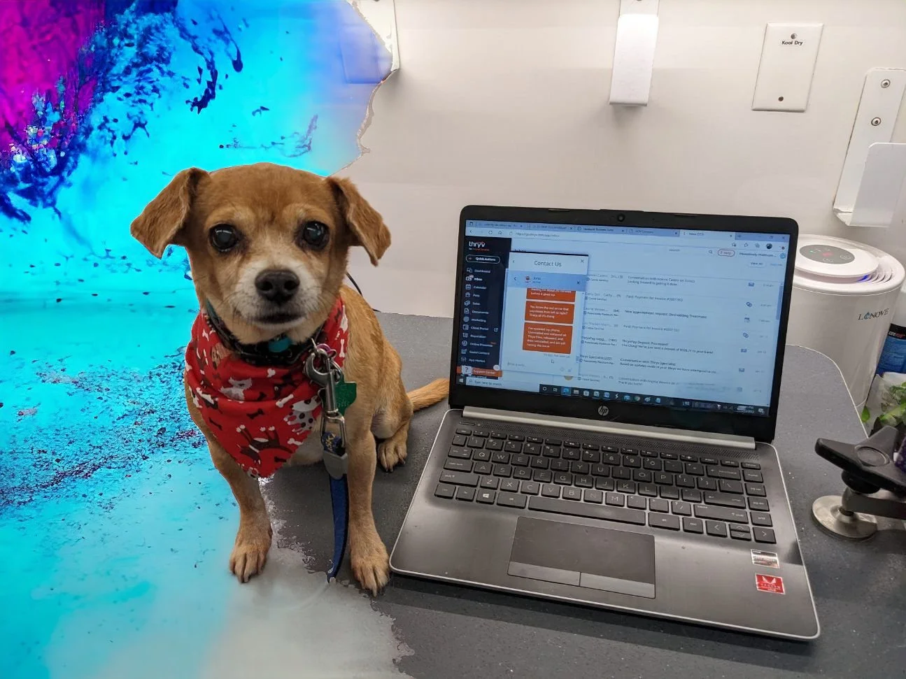 Easy online scheduling for premium mobile dog grooming in San Antonio, Boerne, and Helotes, Texas.