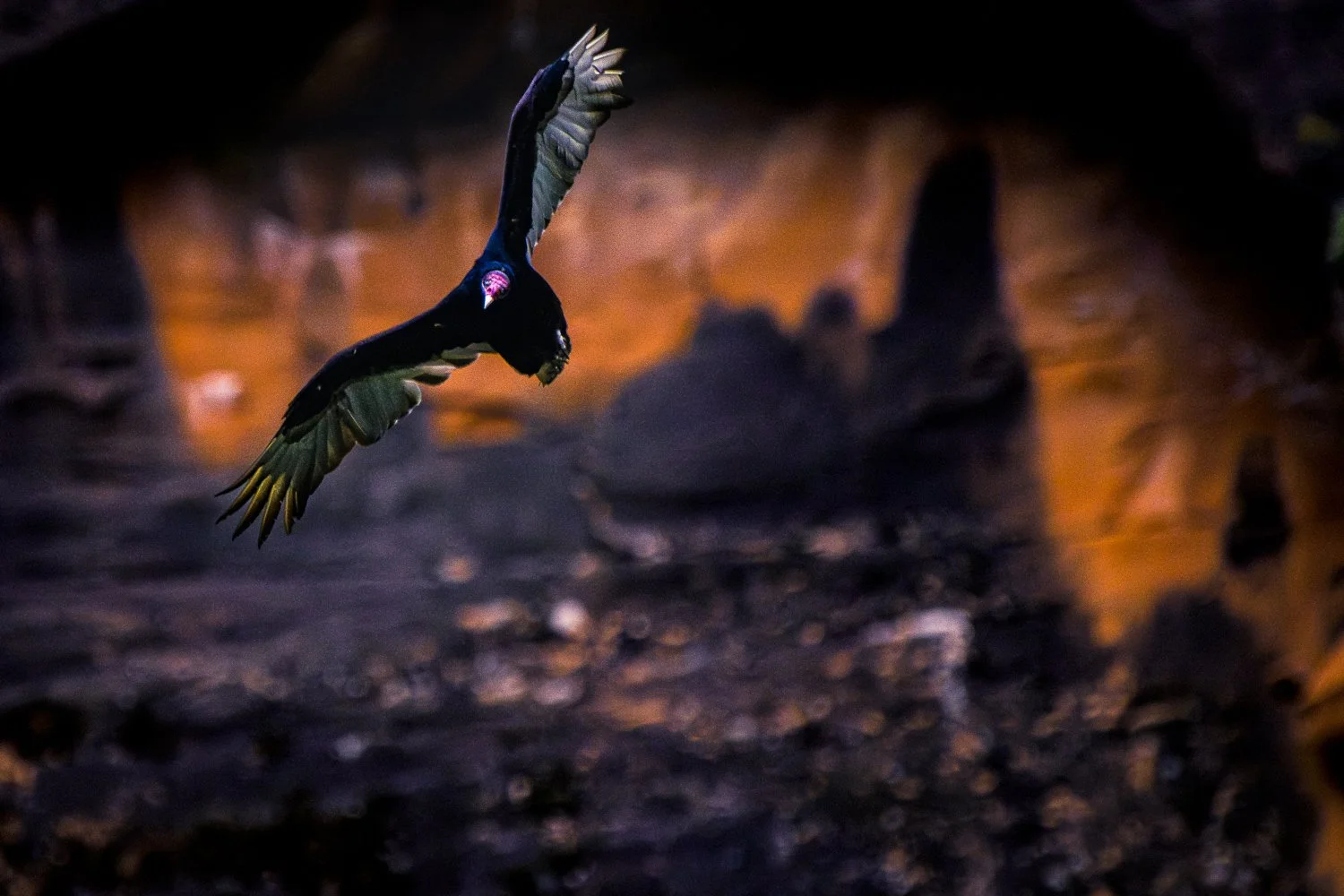 0Z8_0368-Enhanced-NR-Edit.jpg