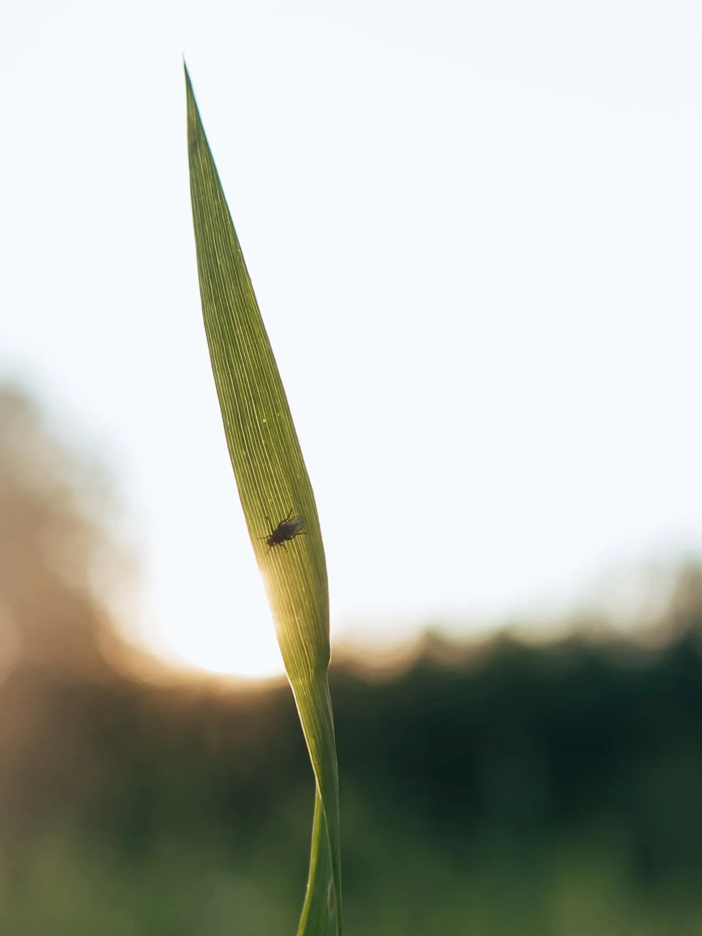 Everybody can enjoy summer light 
-
-
-
-
-
-
-
-
-
-
-
-
-
-
-
-
-
#summerlight #sunflare #moodytones #naturevibes #nature_perfection #wildflower #bokehlicious #sunsetlovers #summervibes #softlight #eveningsun
#visitfinland #finland_photolovers #fin