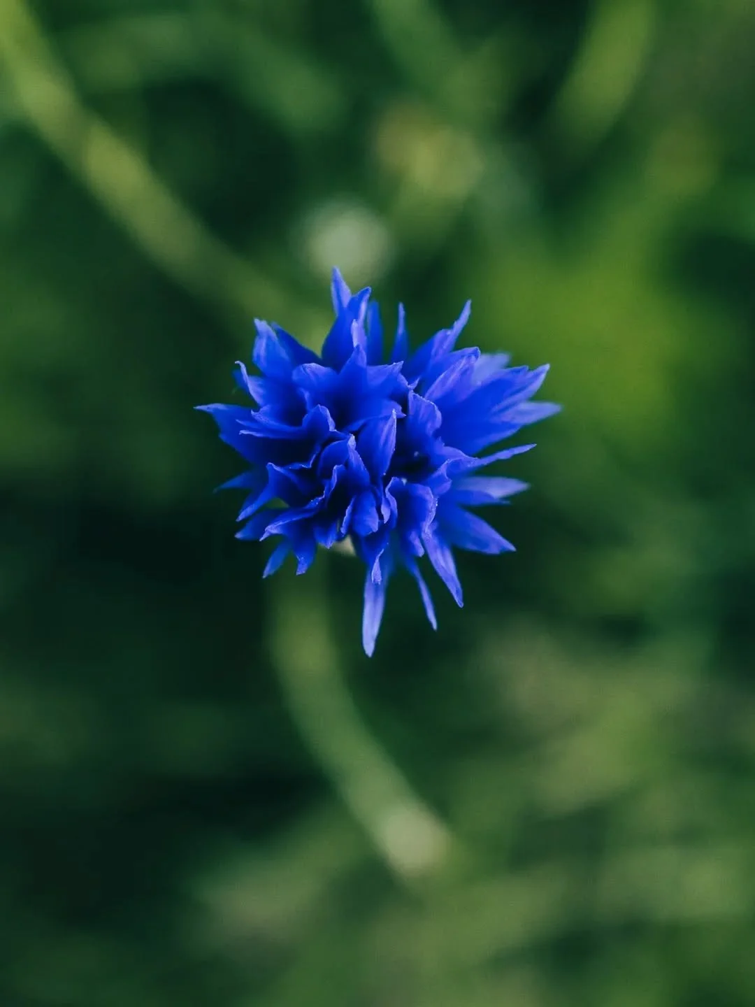 The beauty of a single flower
-
-
-
-
-
-
-
-
-
-
-
-
-
-
-
-
-
-
#finland_photolovers #finland_frames #finnishmoments #finmood #focus_finland #outdoorfinland  #wildflowerphotography #cardaminepratensis #cuckooflower #nordicflora #moodytones #naturec