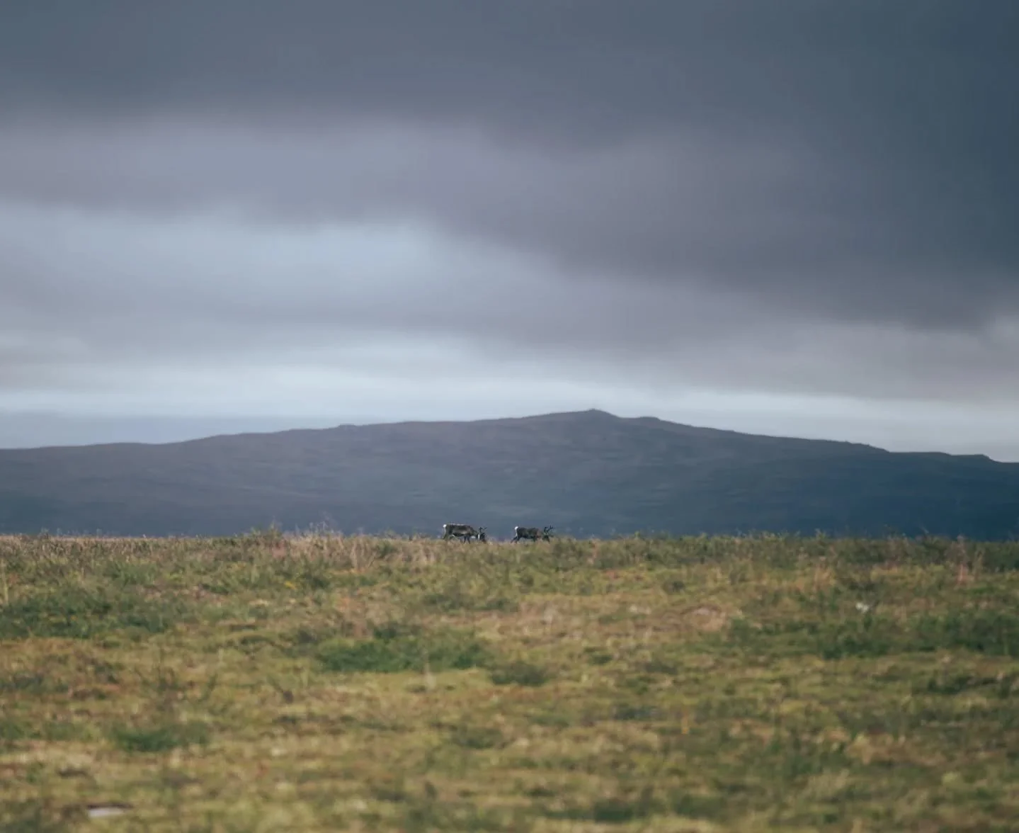 Never alone
-
-
-
-
-
-
-
-
-
-
-
-
-
-
-
-
#kungsleden #visitsweden #swedenhiking #hikingadventures #longdistancehiking #trekkinglife #nordicadventures #outdoorlife #scandinavianlandscape #hikingtrail #exploresweden #mountainhiking #nordicnature #ad