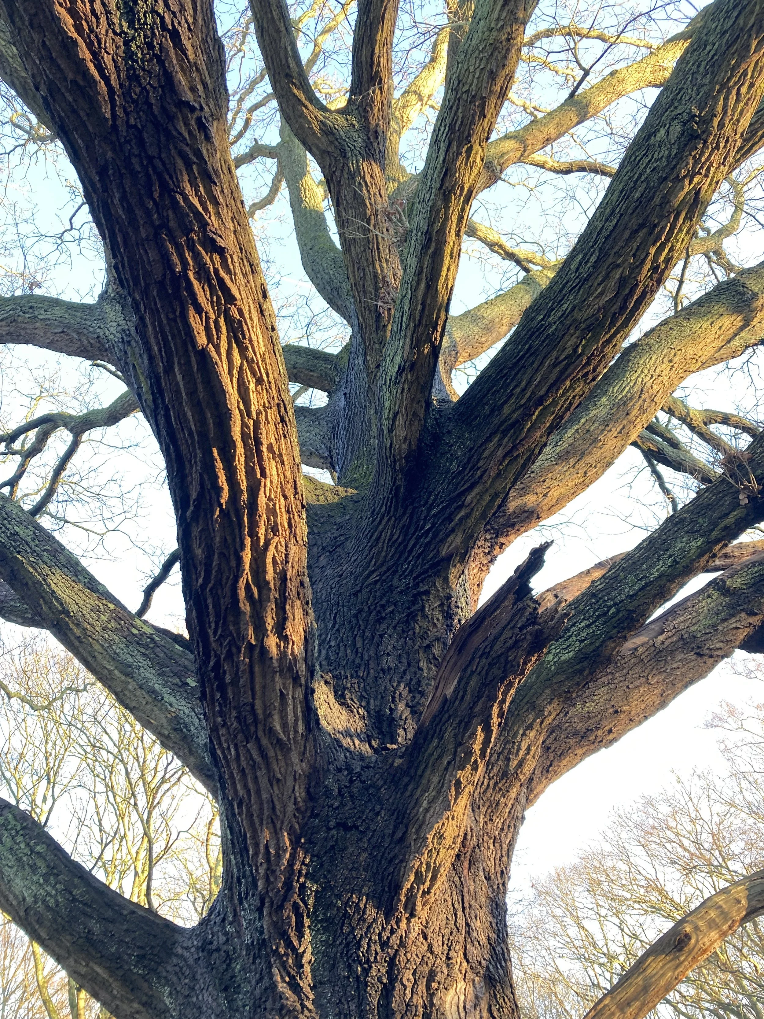 Photo of a bare winter tree trunk in morning sunlight with branches reaching in all directions
