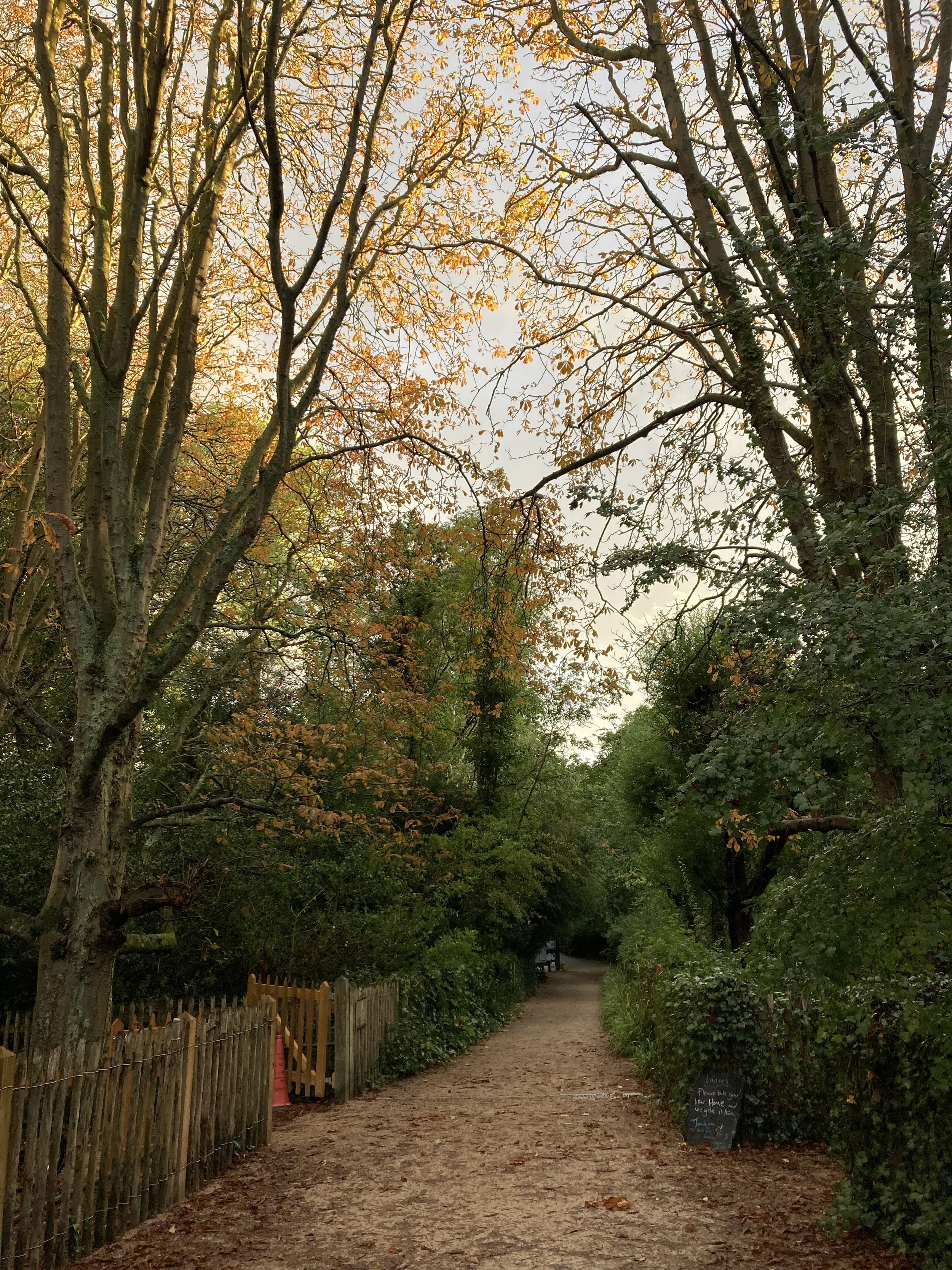 Photo of a footpath leading into a forest with evergreens and autumnal trees lining both sides of the path, a wooden fence to the left and fallen leaves covering the ground