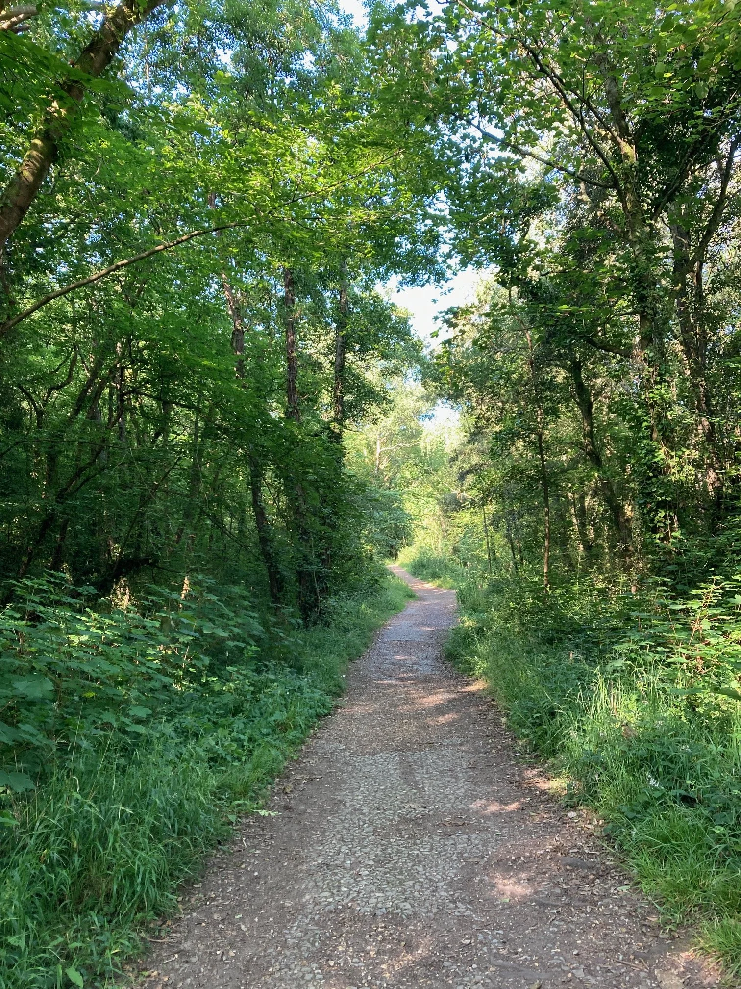 Photo of a relatively straight footpath leading through a lush, green forest with a bit of blue sky visible on the horizon