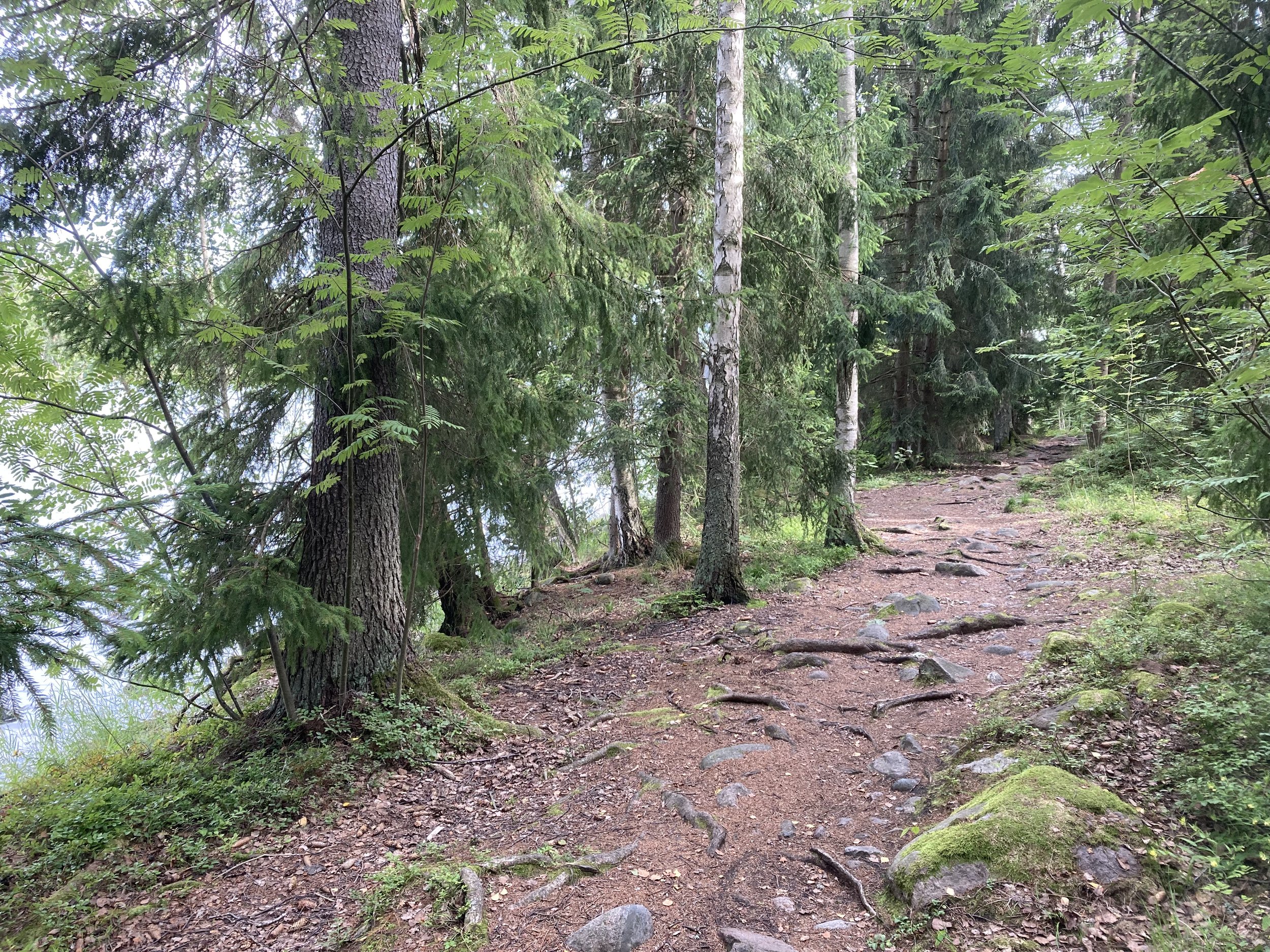 Photo of a footpath leading into a lush green forest