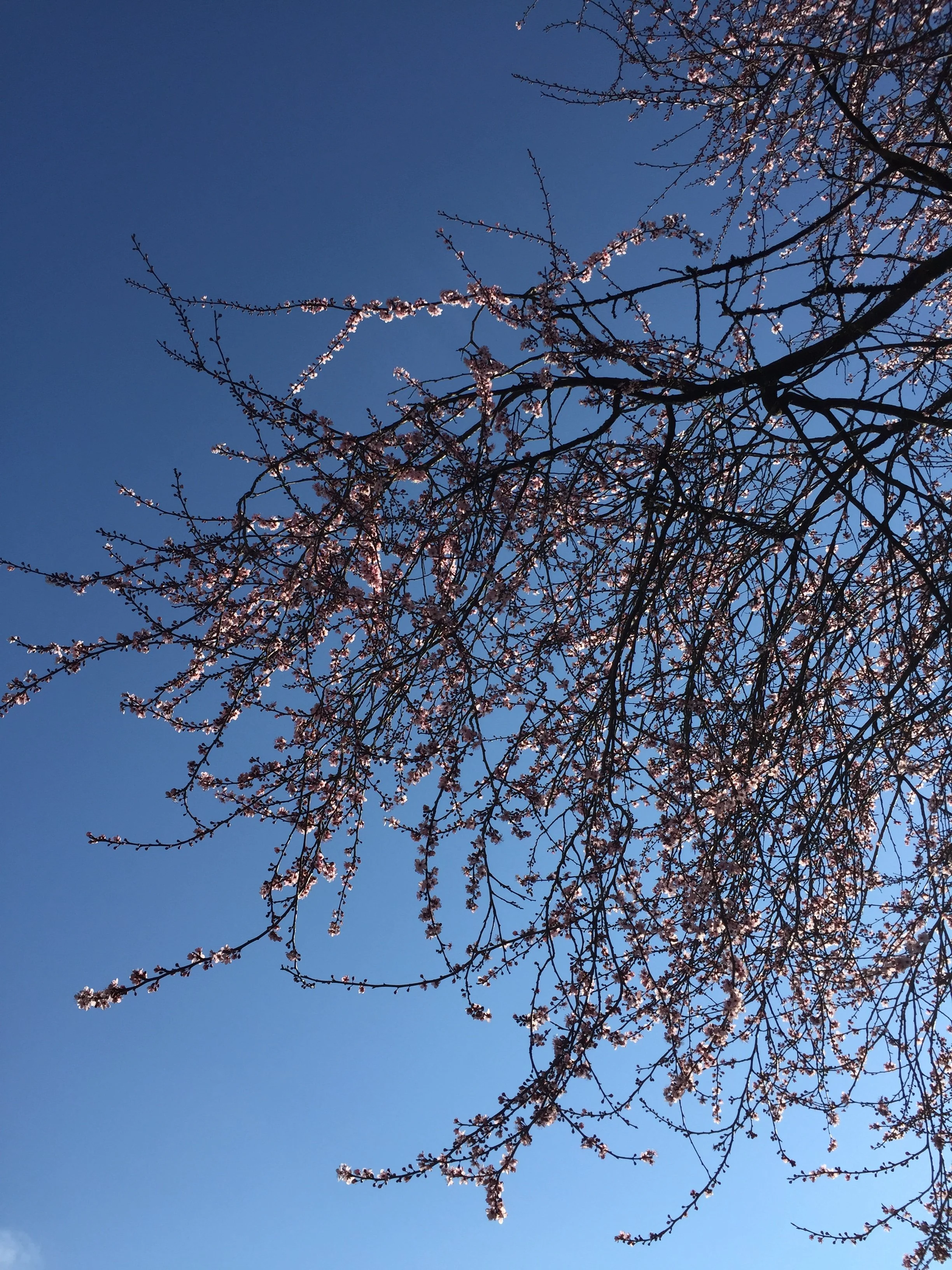 Photo of a tree with pink blossoms against a blue sky